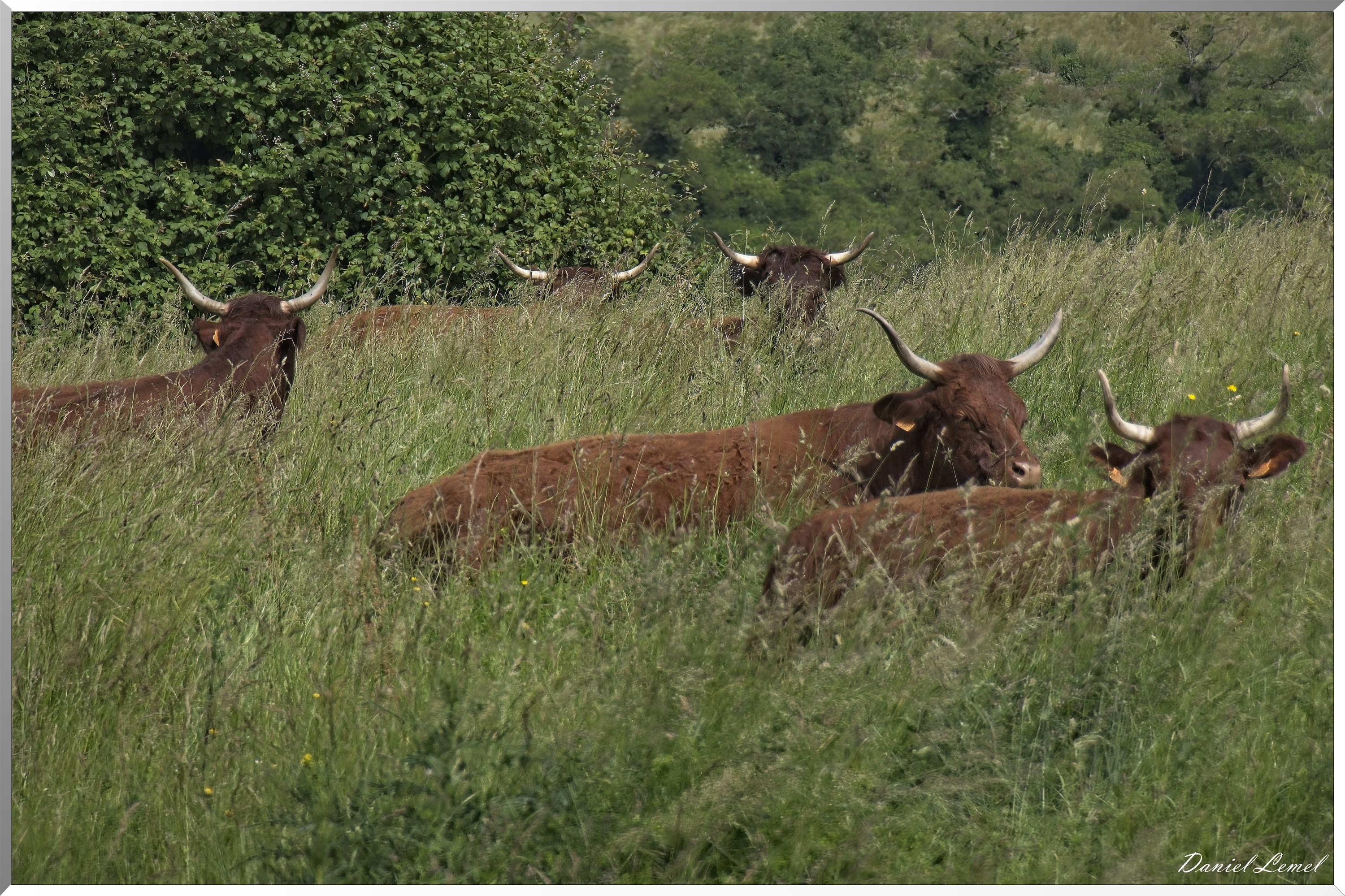 Saint-Etienne-sous-Bailleul
