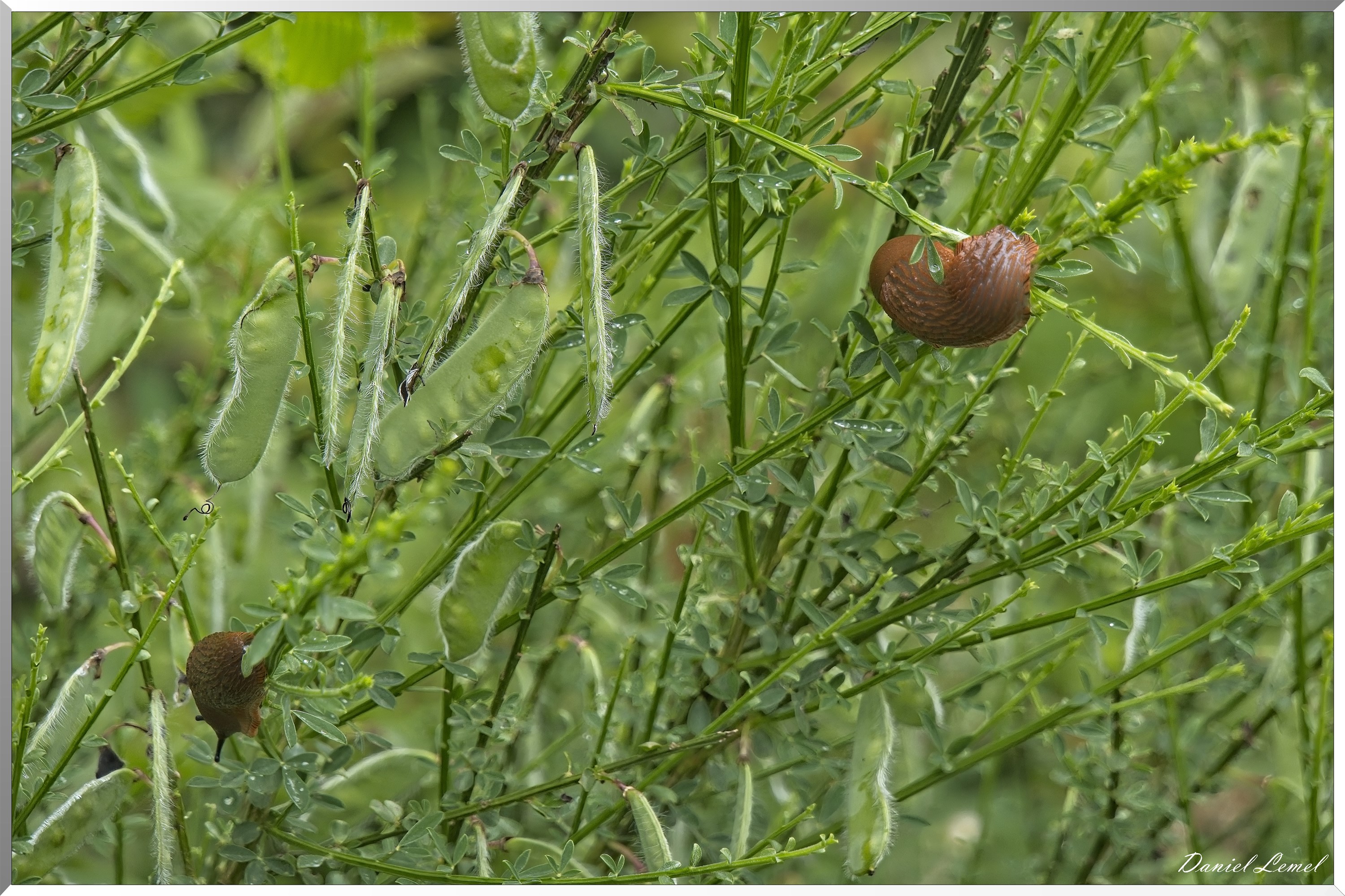 La-Chapelle-Réanville