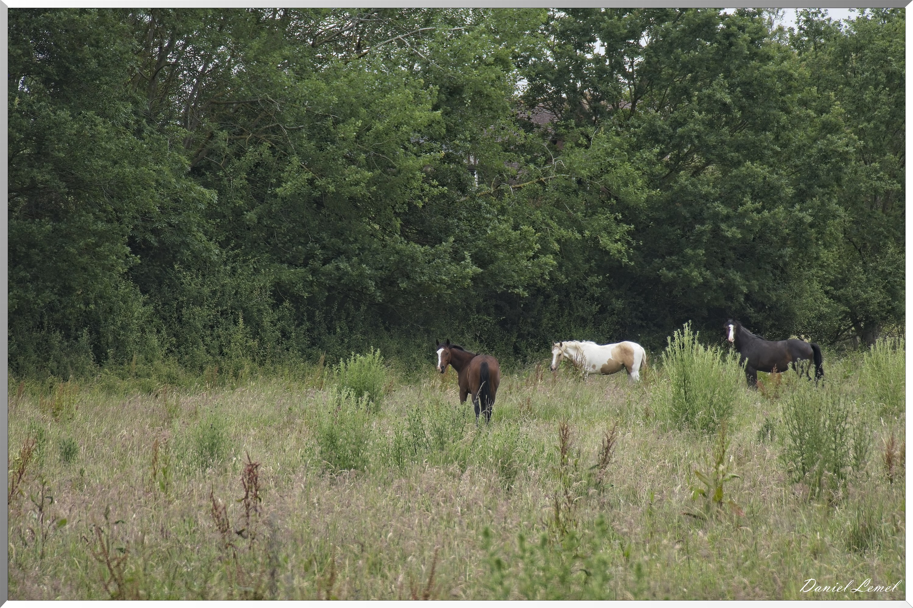 La-Chapelle-Réanville