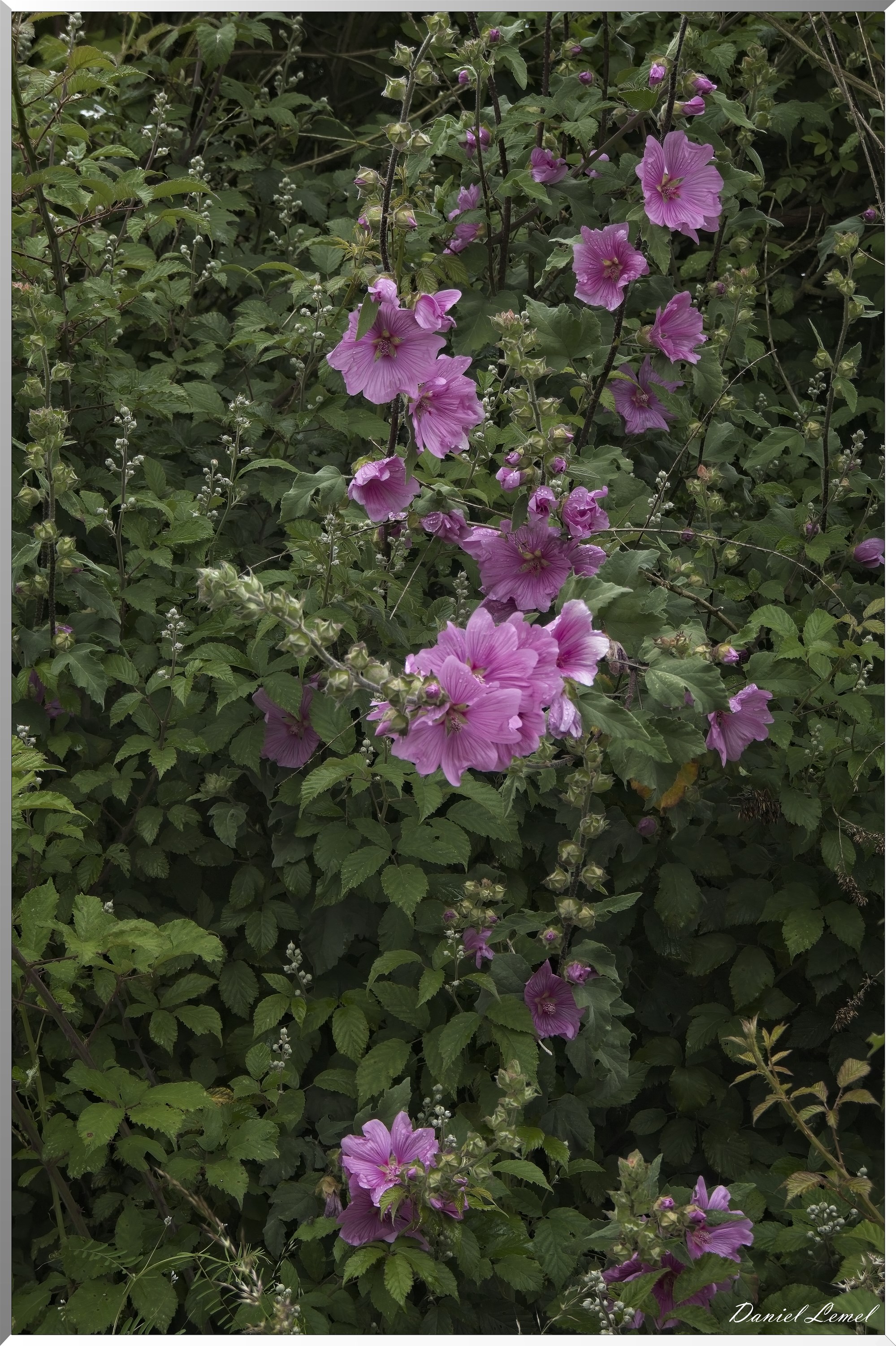 La-Chapelle-Réanville