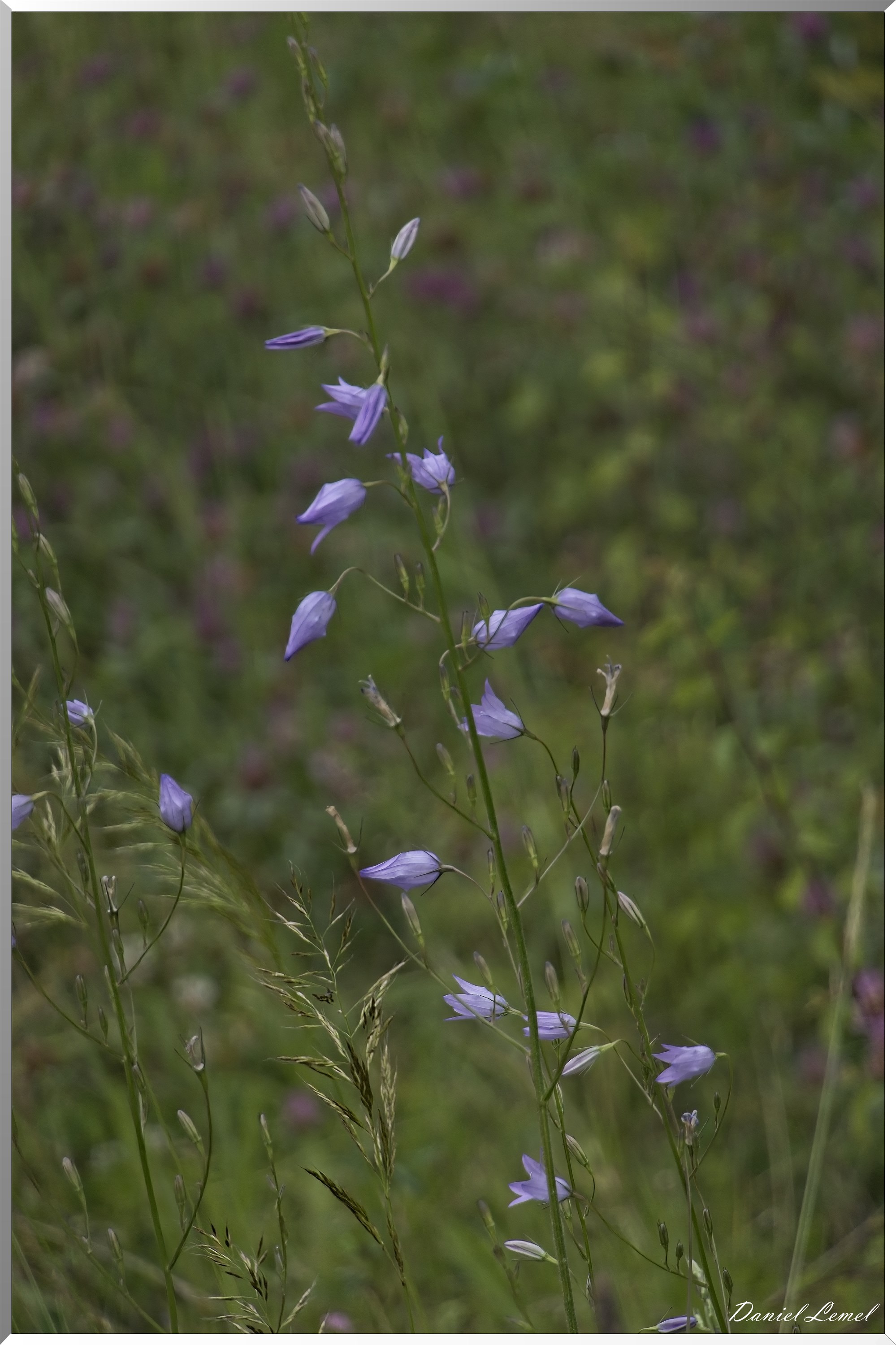 La-Chapelle-Réanville