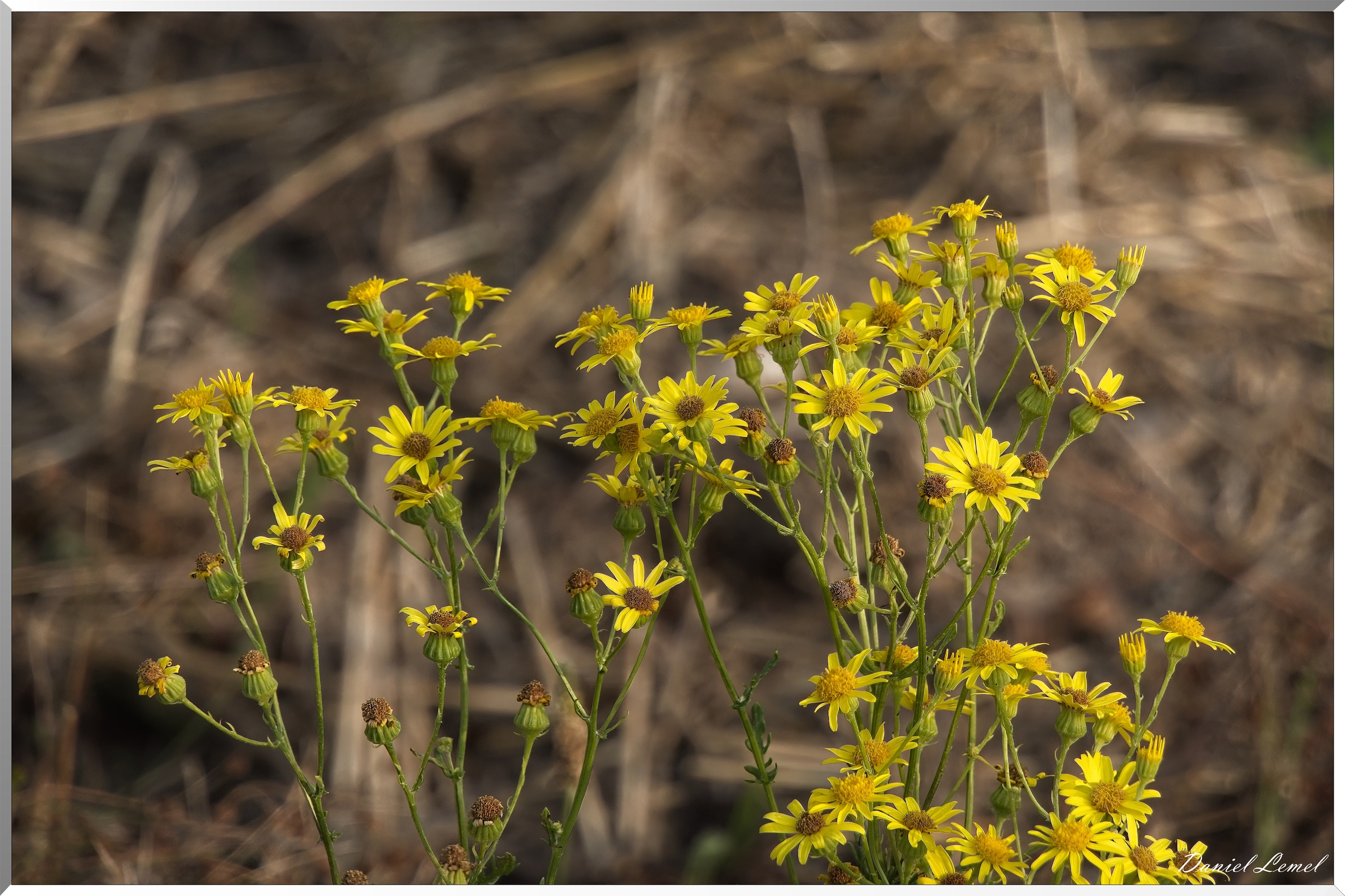 La-Chapelle-Réanville