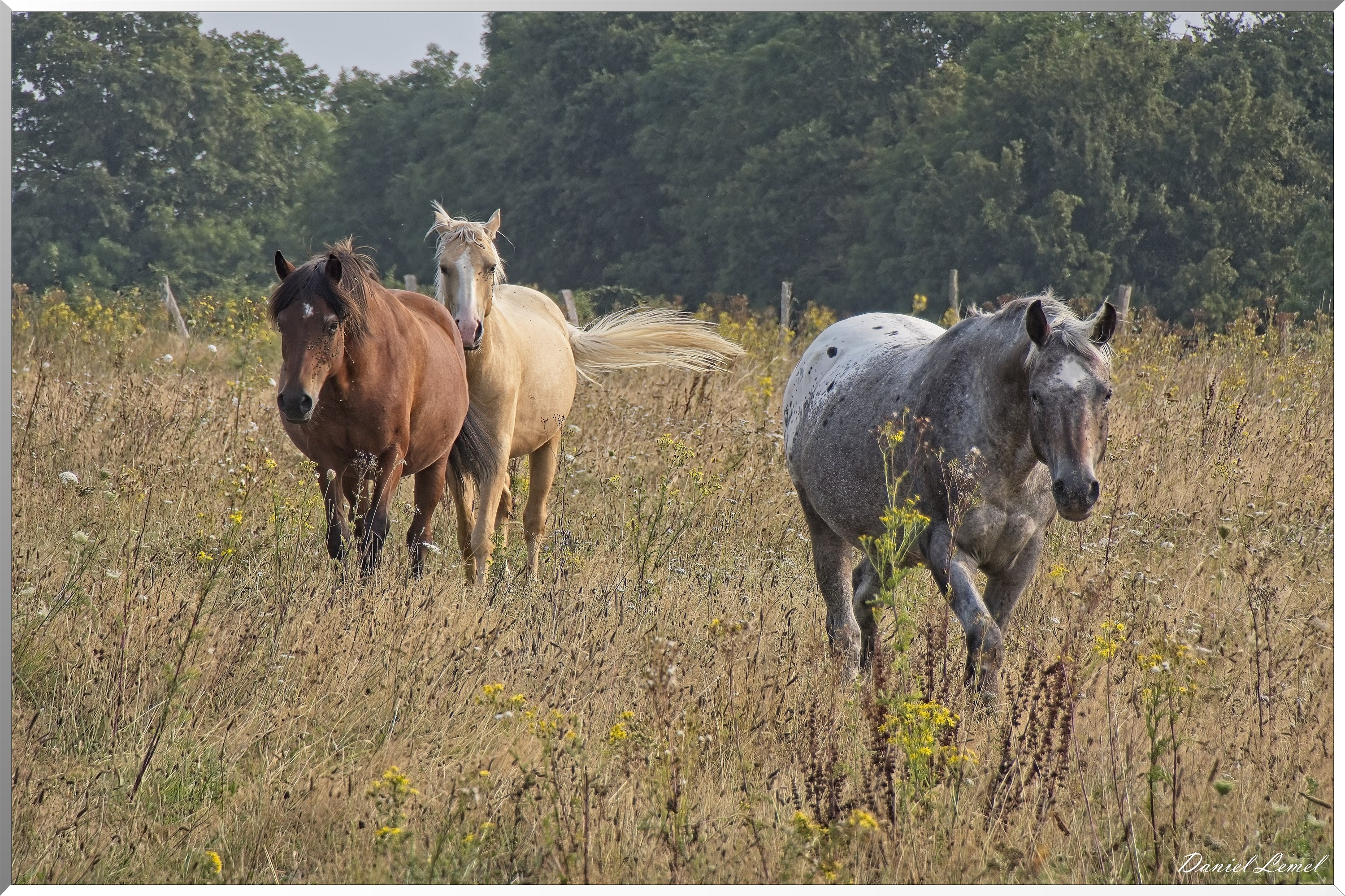 La-Chapelle-Réanville