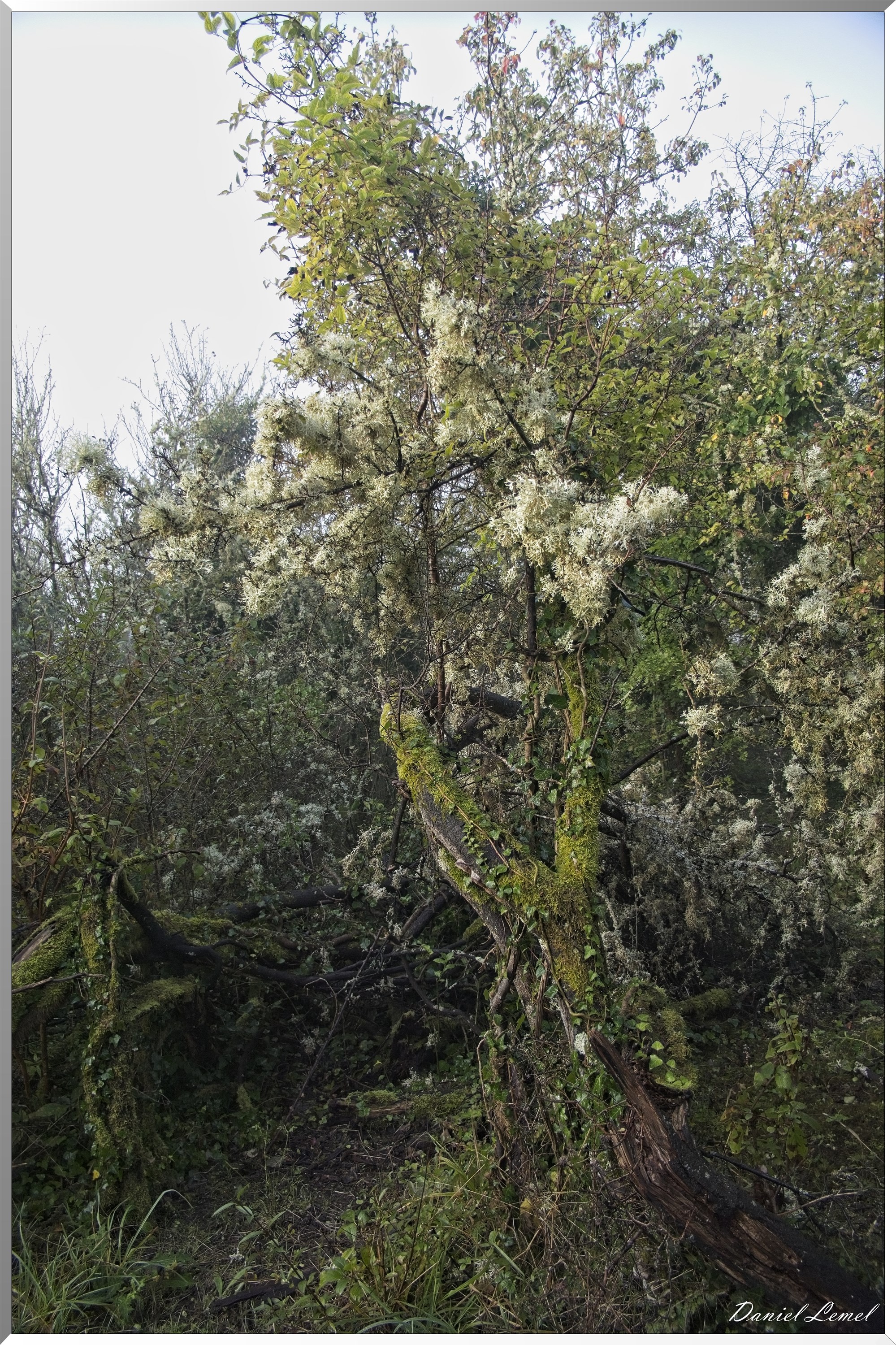 Ste-Geneviève-lès-Gasny