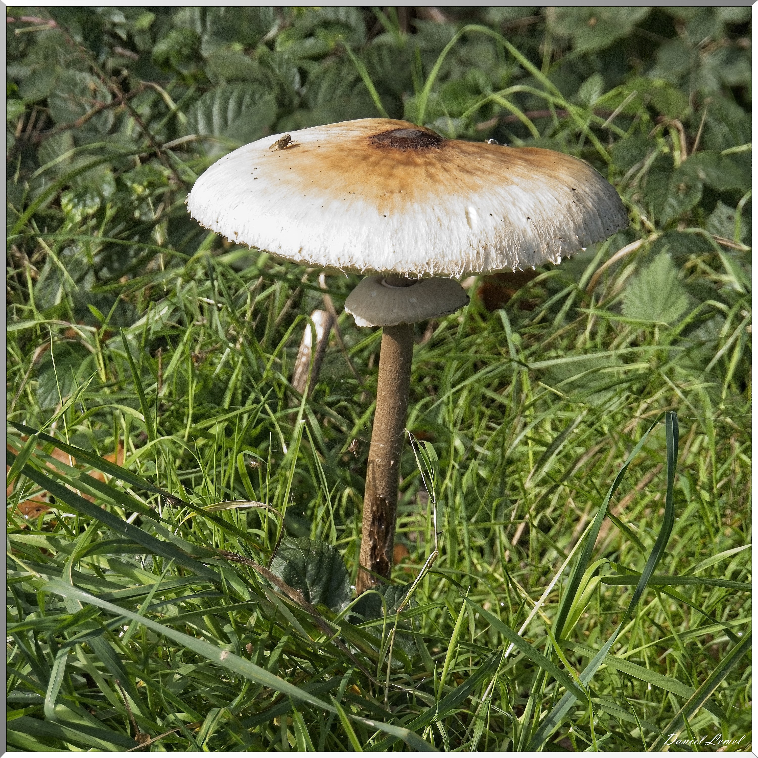 Ste-Geneviève-lès-Gasny