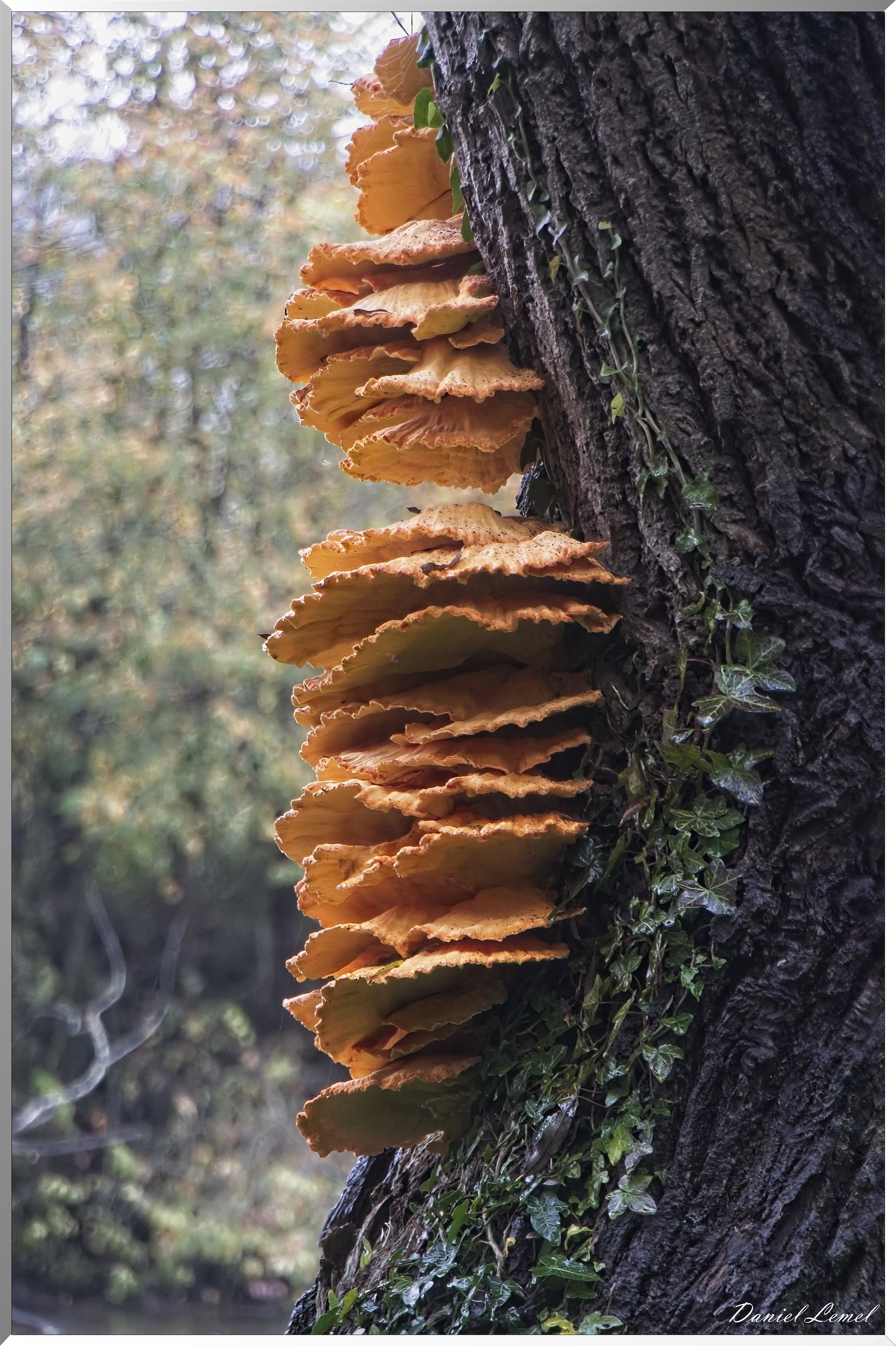 Pressagny l'orgueilleux