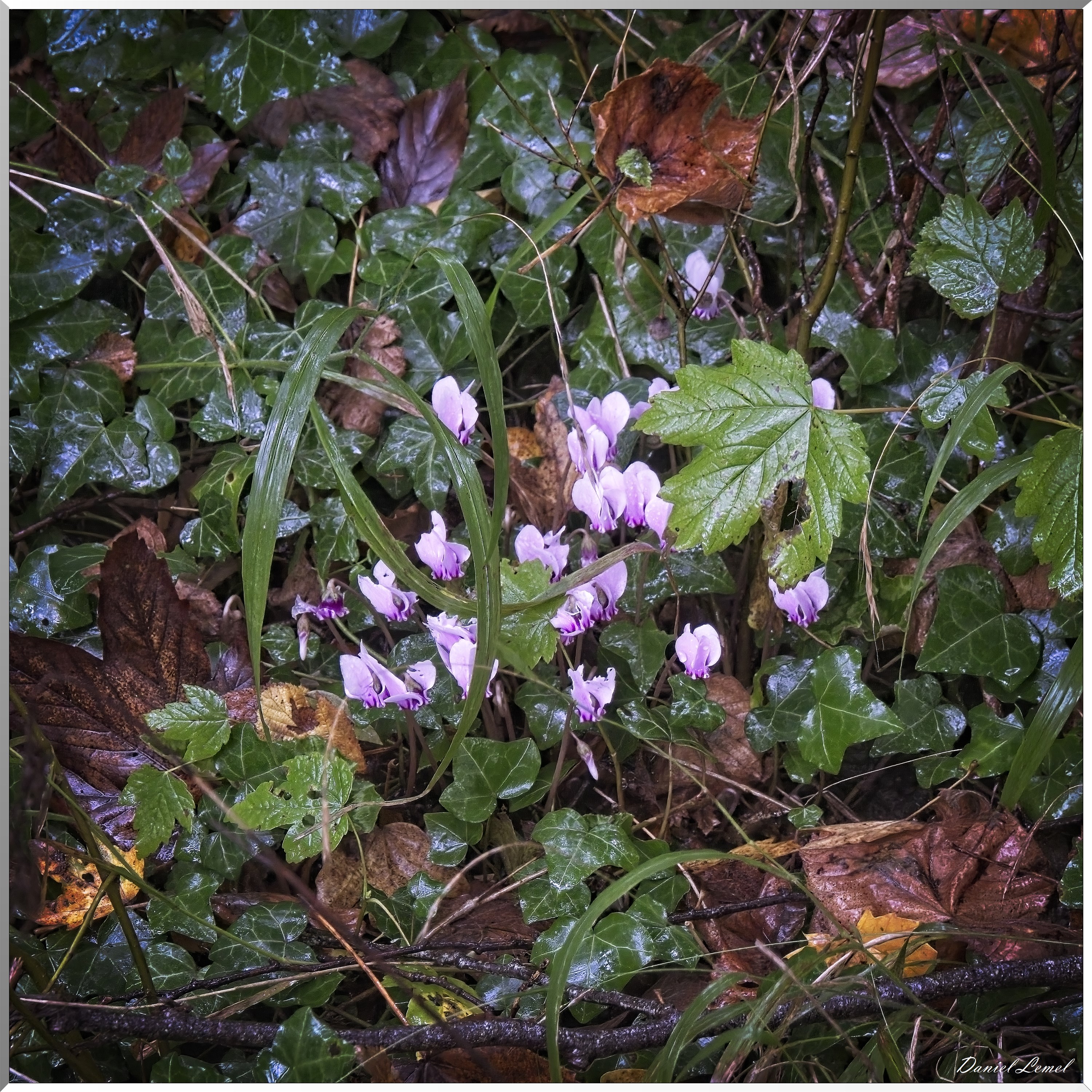 Pressagny l'orgueilleux