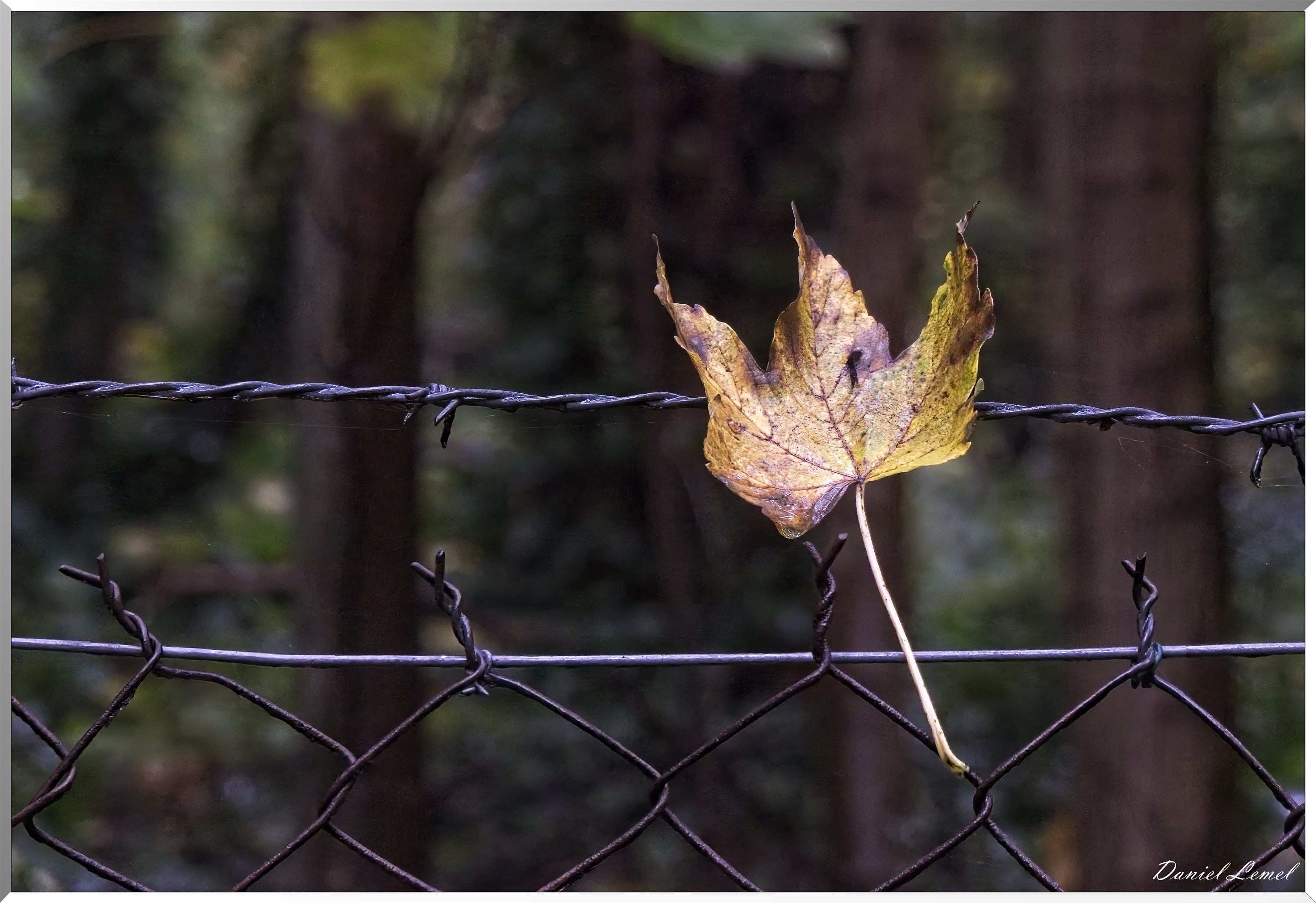 Pressagny l'orgueilleux