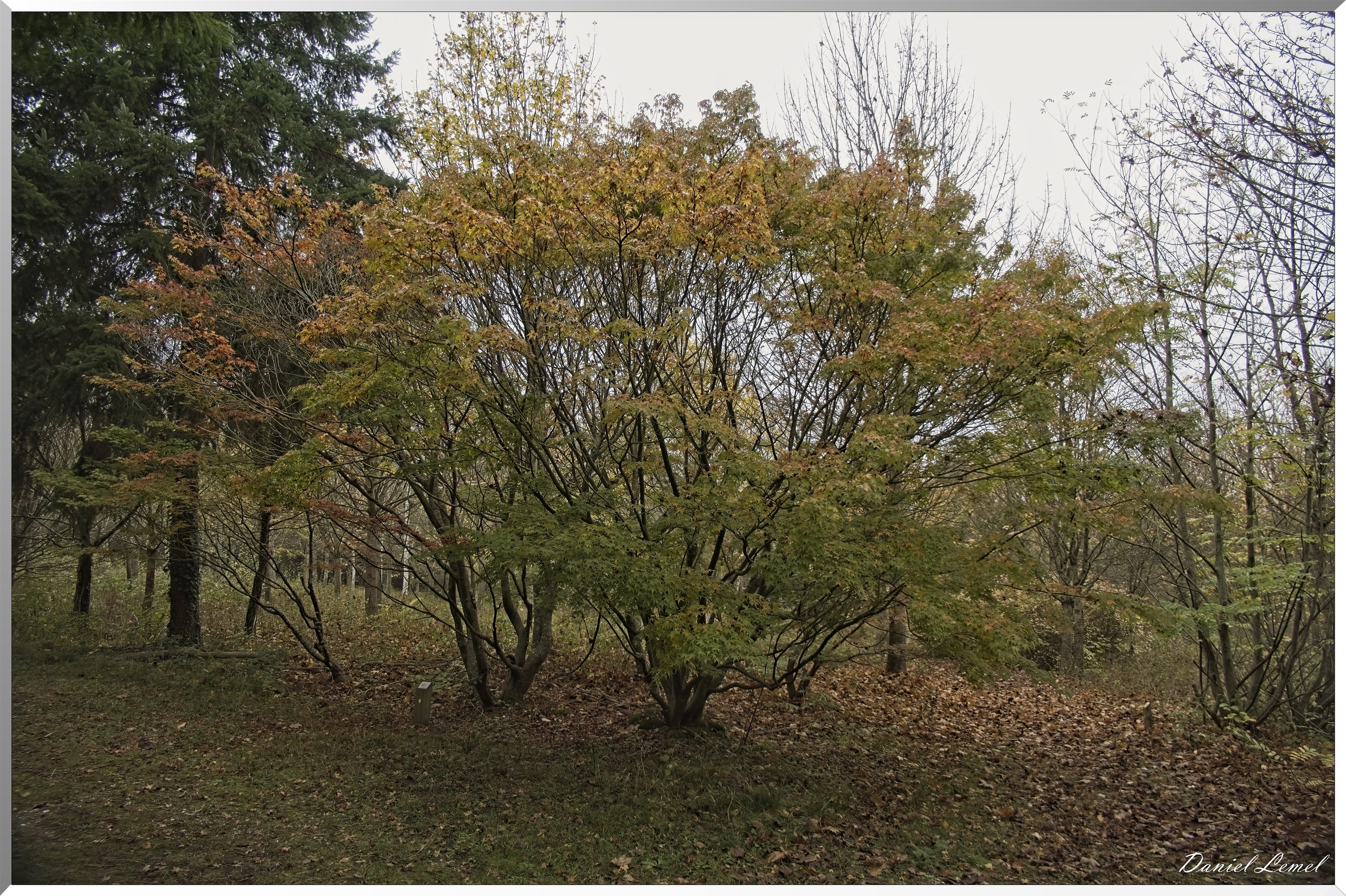 Arboretum de la Roche-Guyon