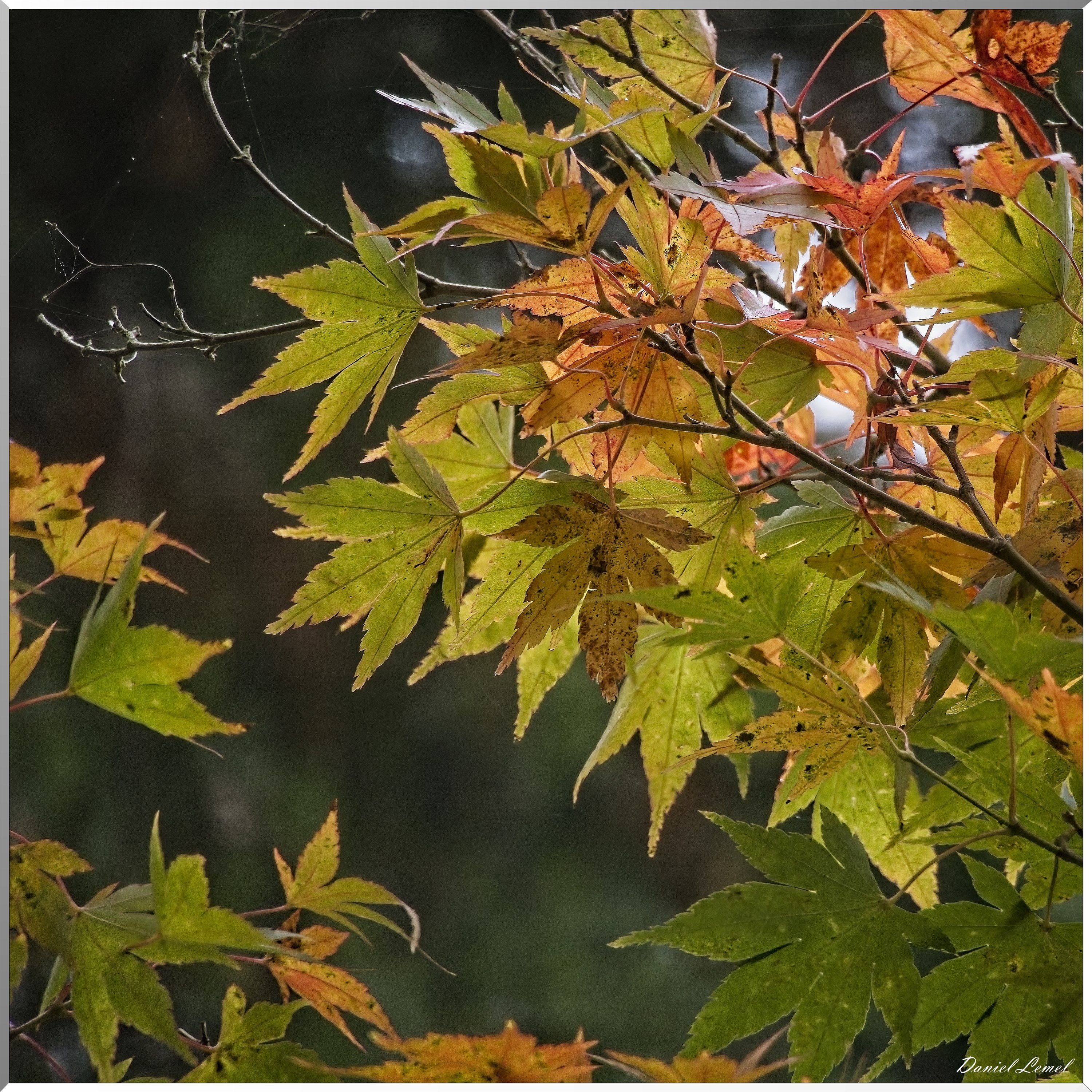 Arboretum de la Roche-Guyon