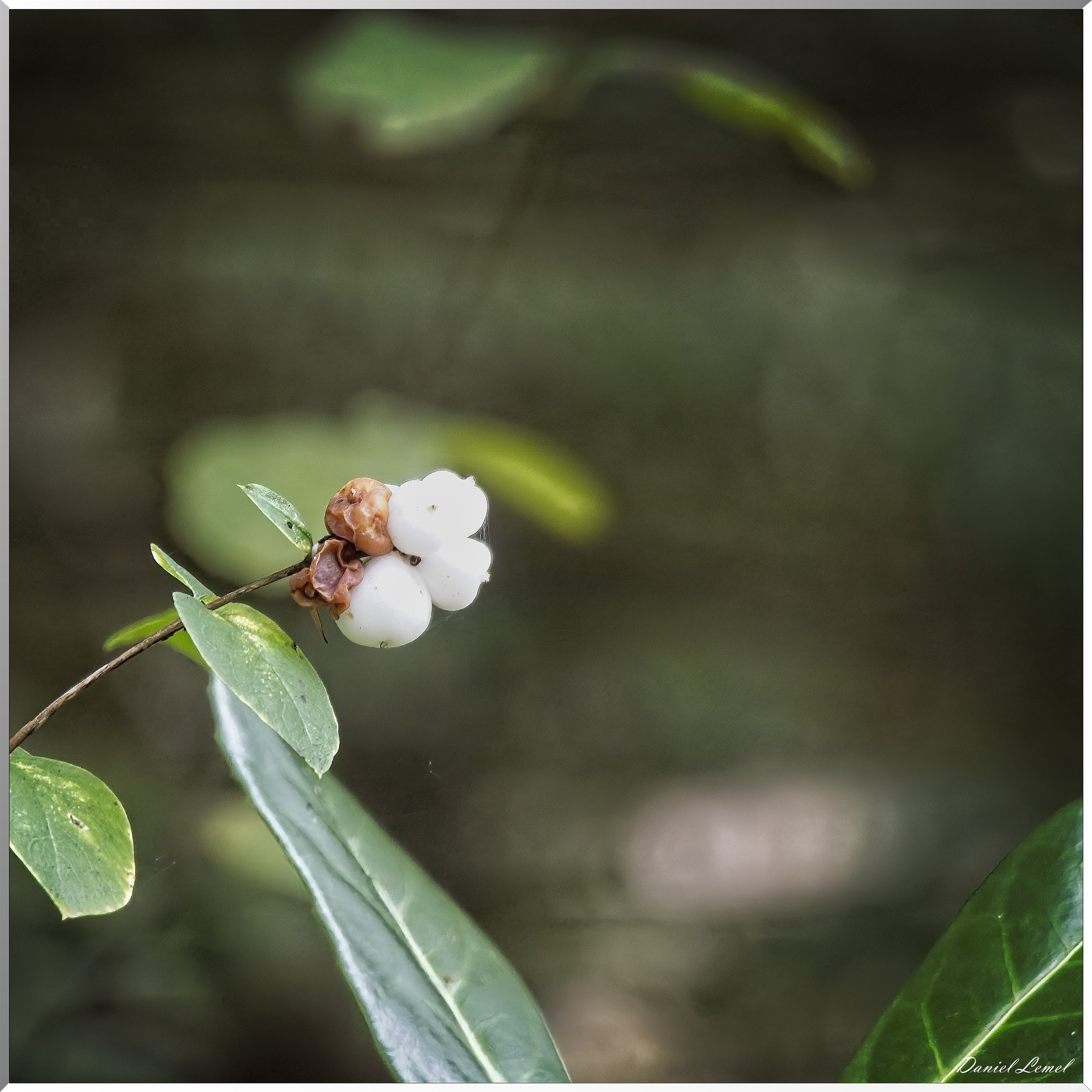 Arboretum de la Roche-Guyon
