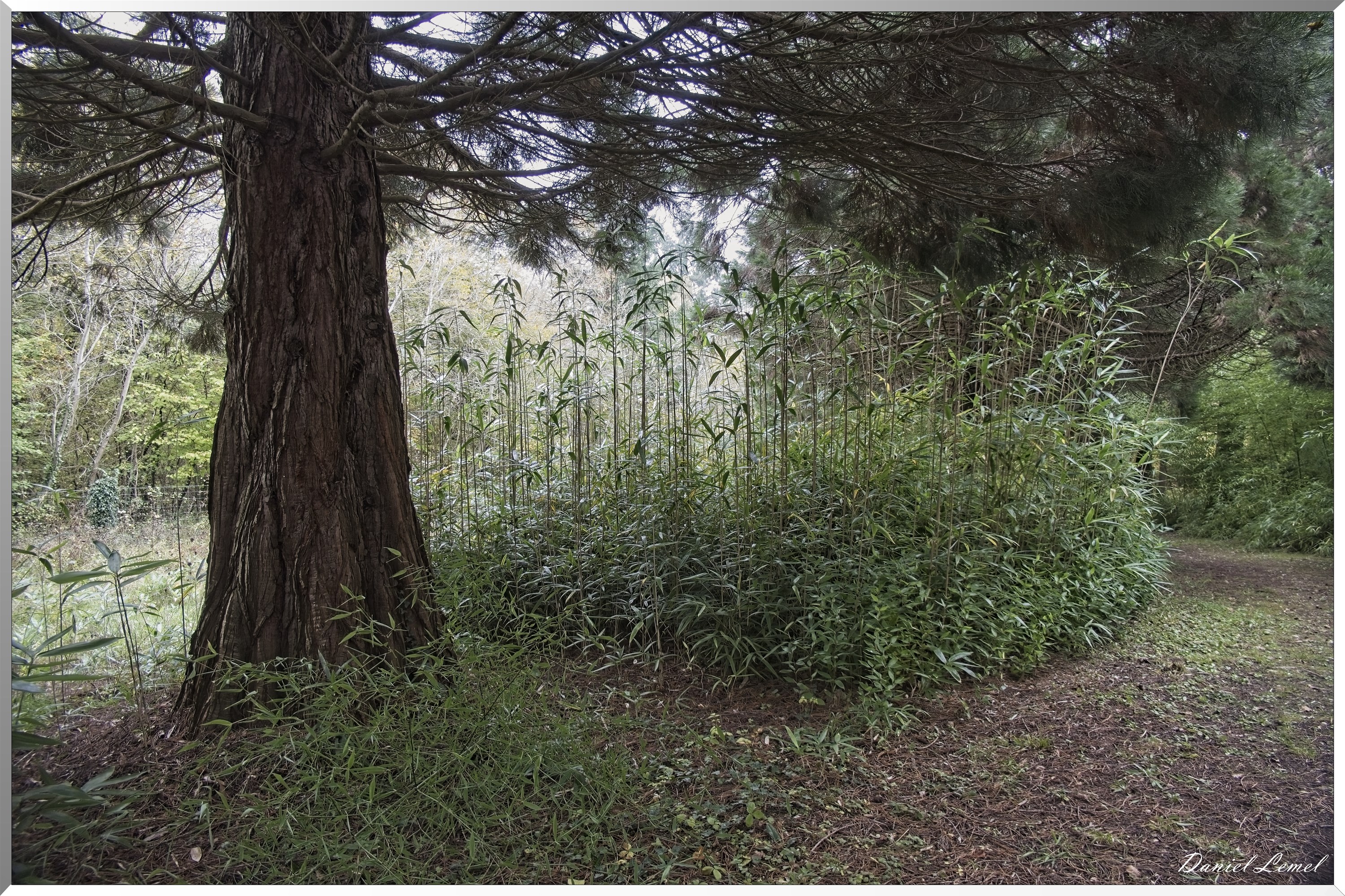 Arboretum de la Roche-Guyon