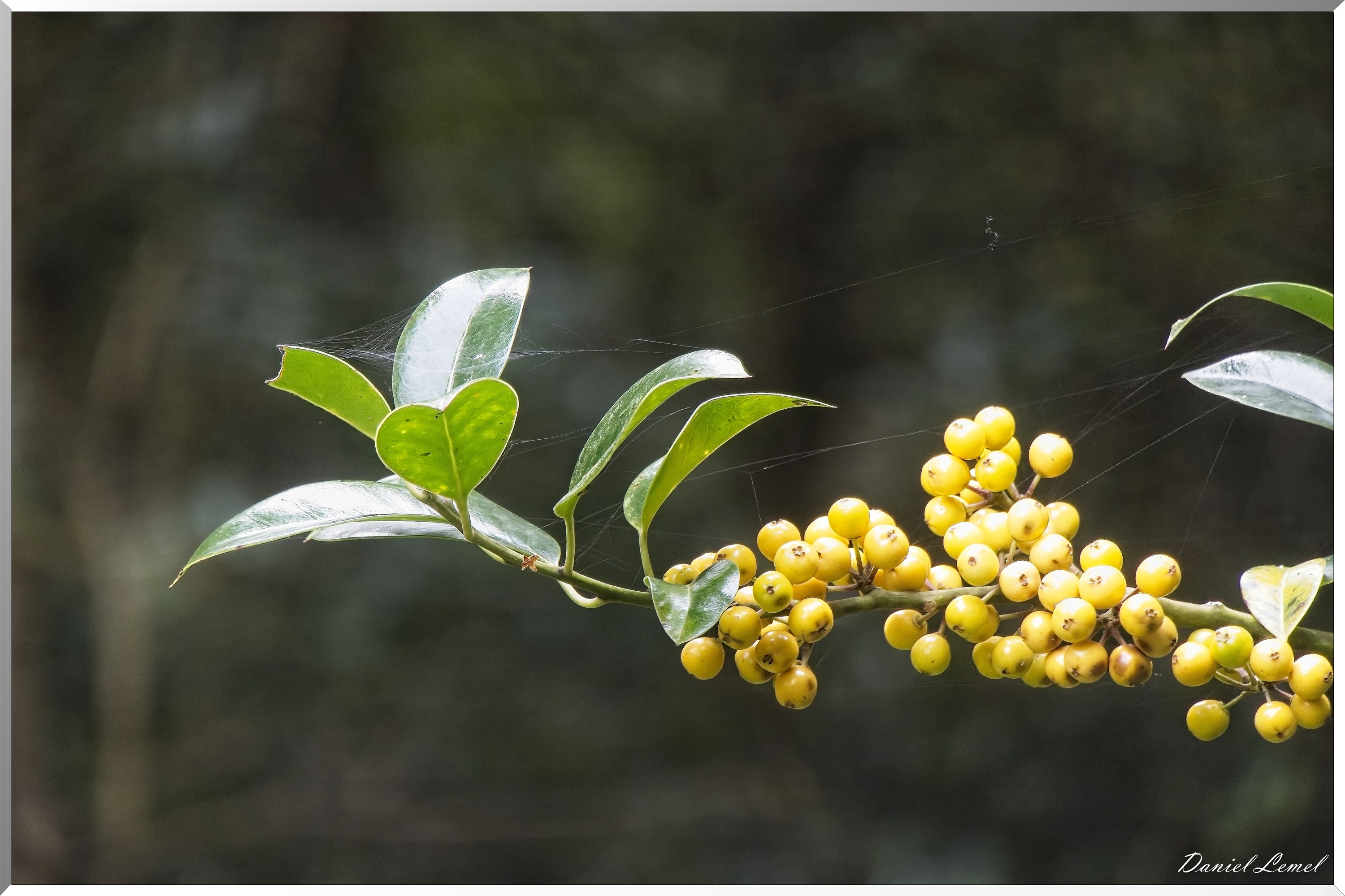 Arboretum de la Roche-Guyon