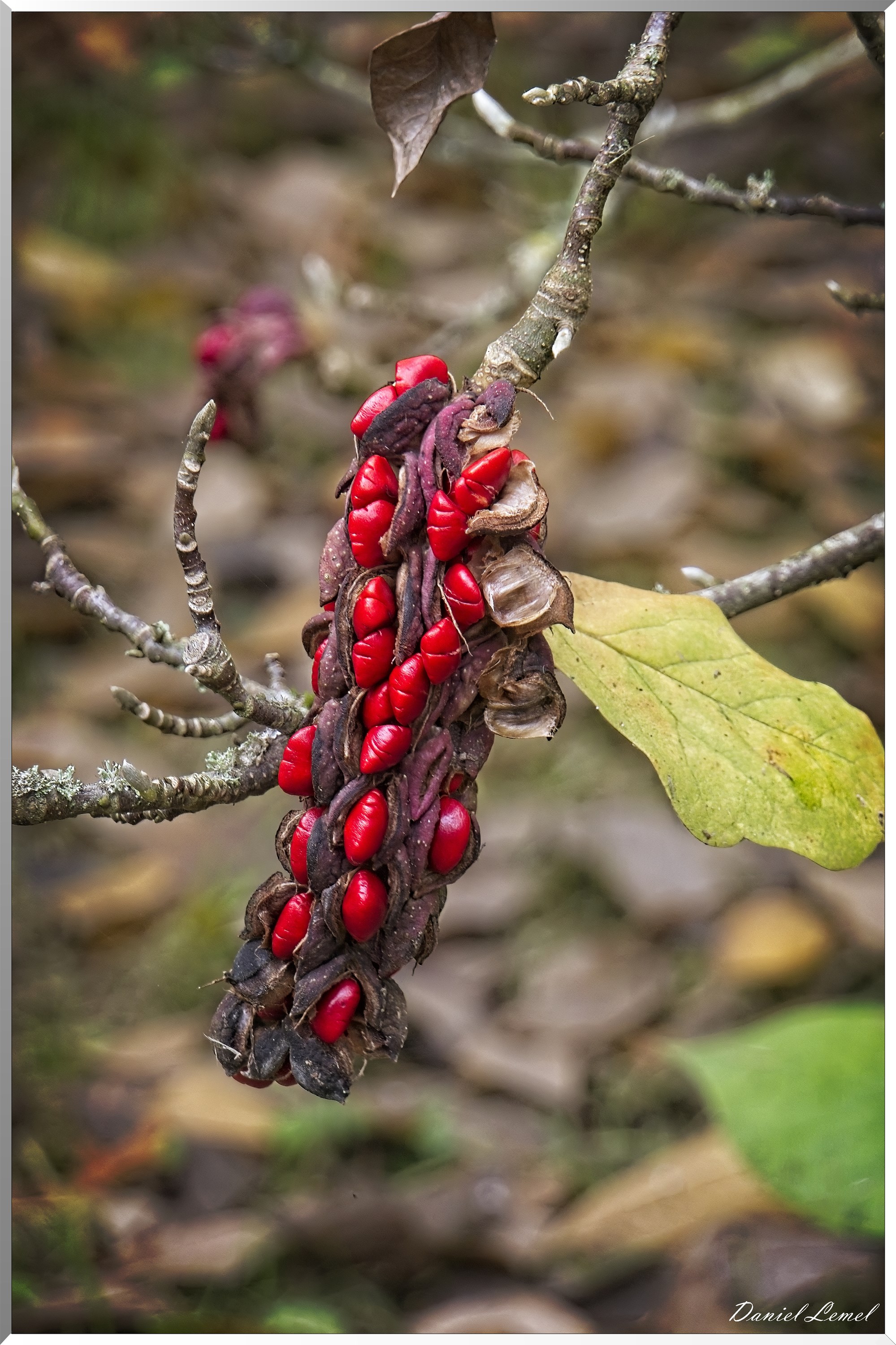 Arboretum de la Roche-Guyon