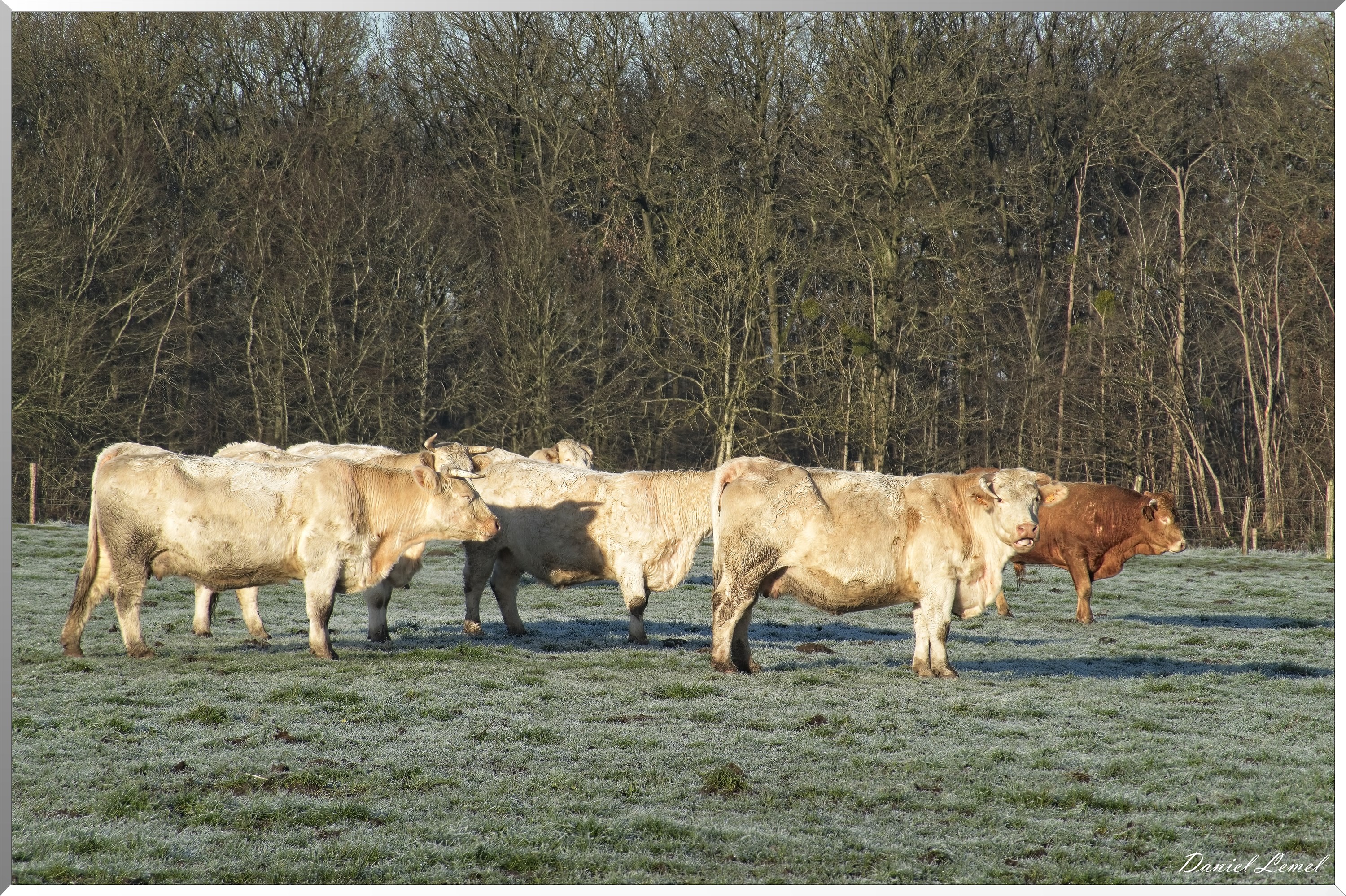 Dormont-Bois-de-Brillehaut