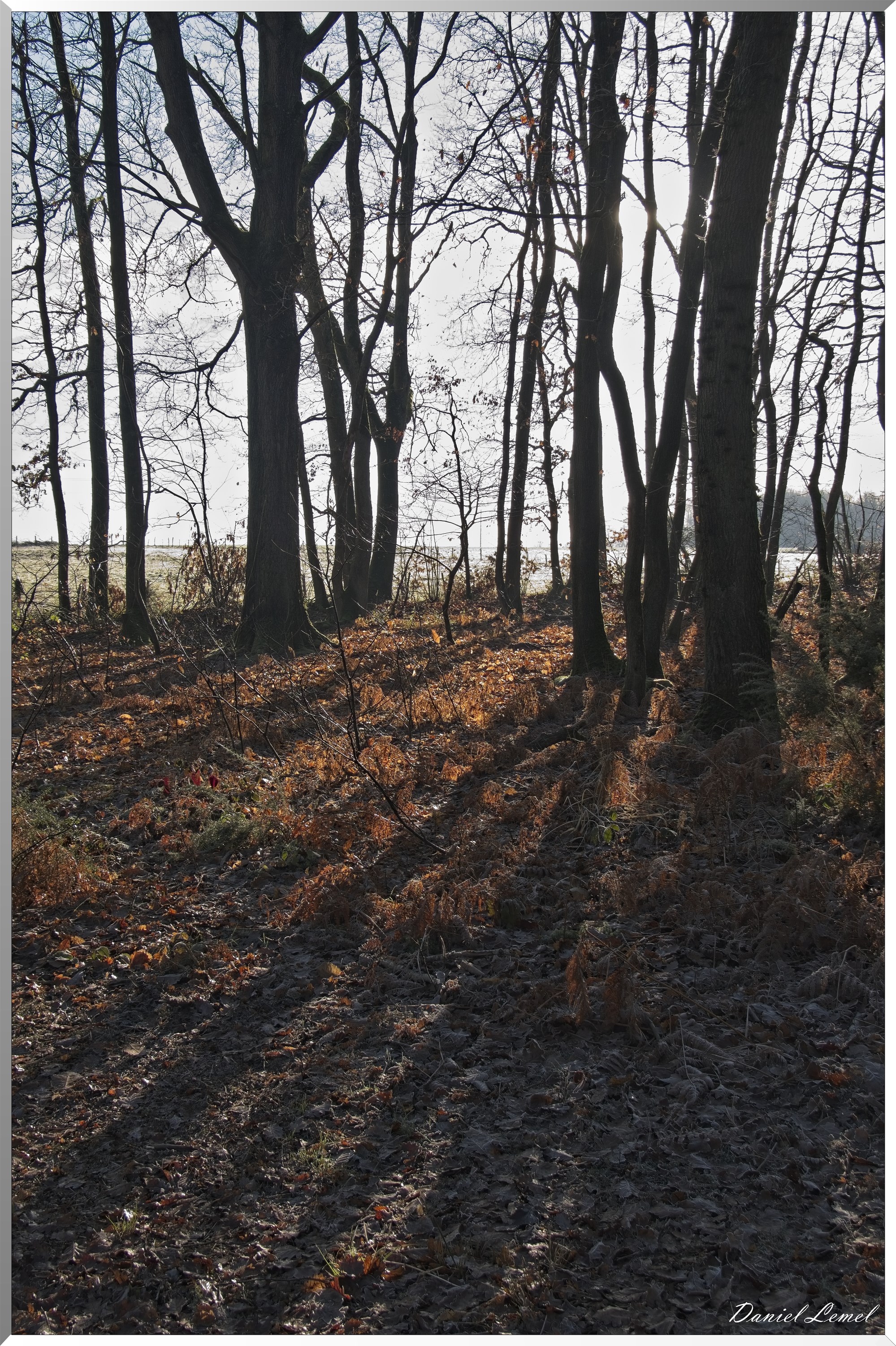 Dormont-Bois-de-Brillehaut