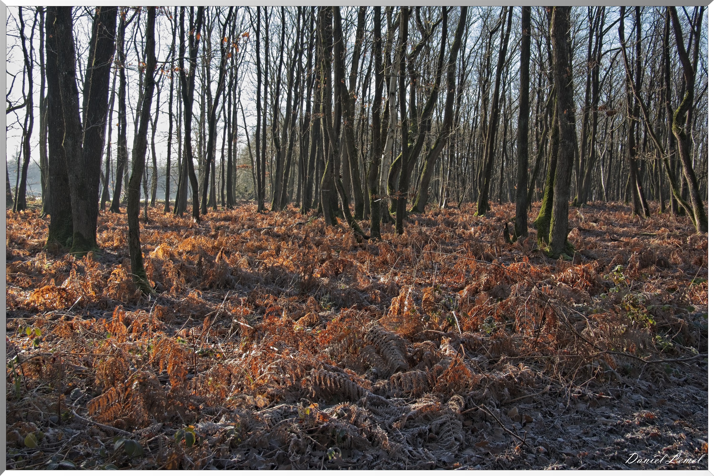 Dormont-Bois-de-Brillehaut