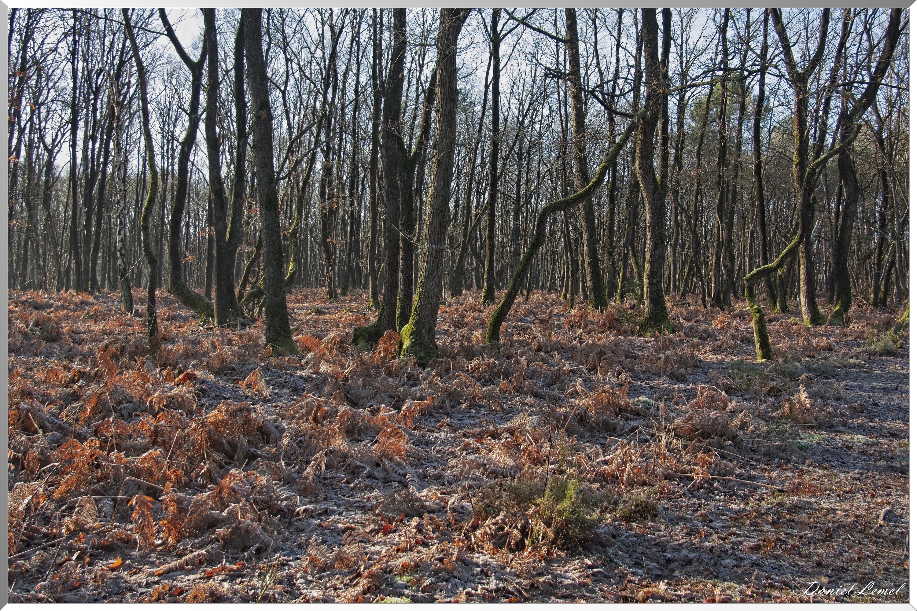 Dormont-Bois-de-Brillehaut