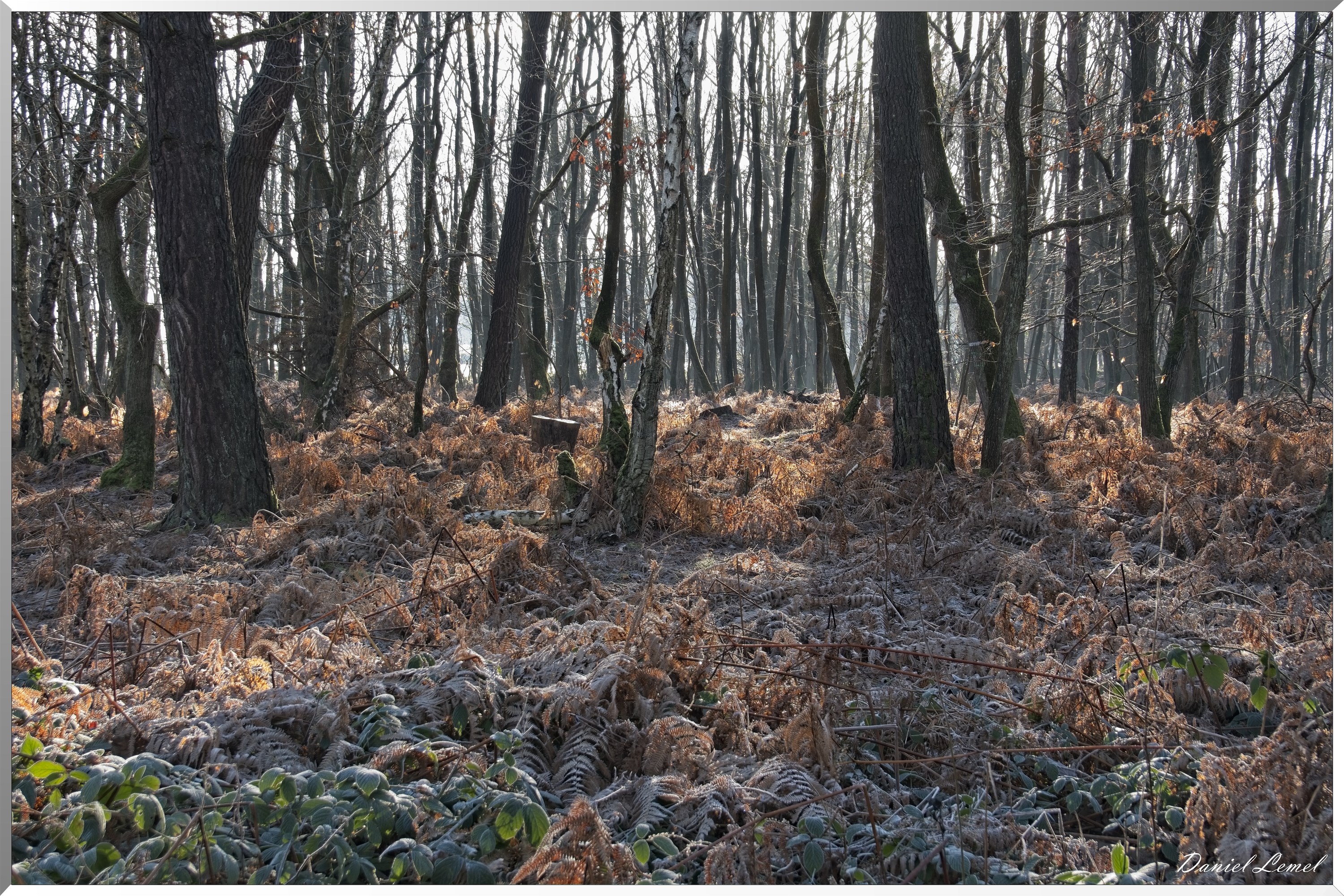 Dormont-Bois-de-Brillehaut