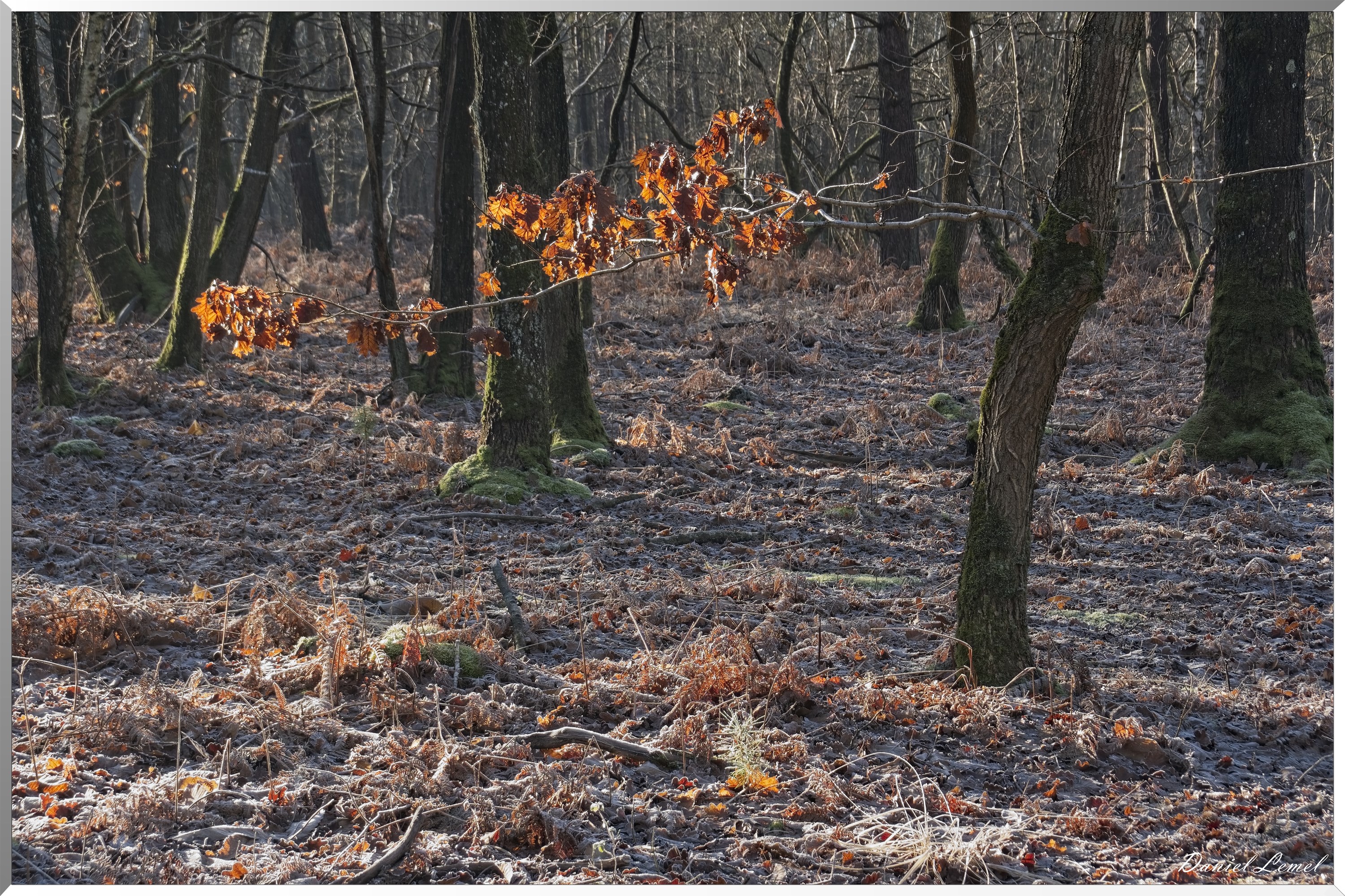 Dormont-Bois-de-Brillehaut