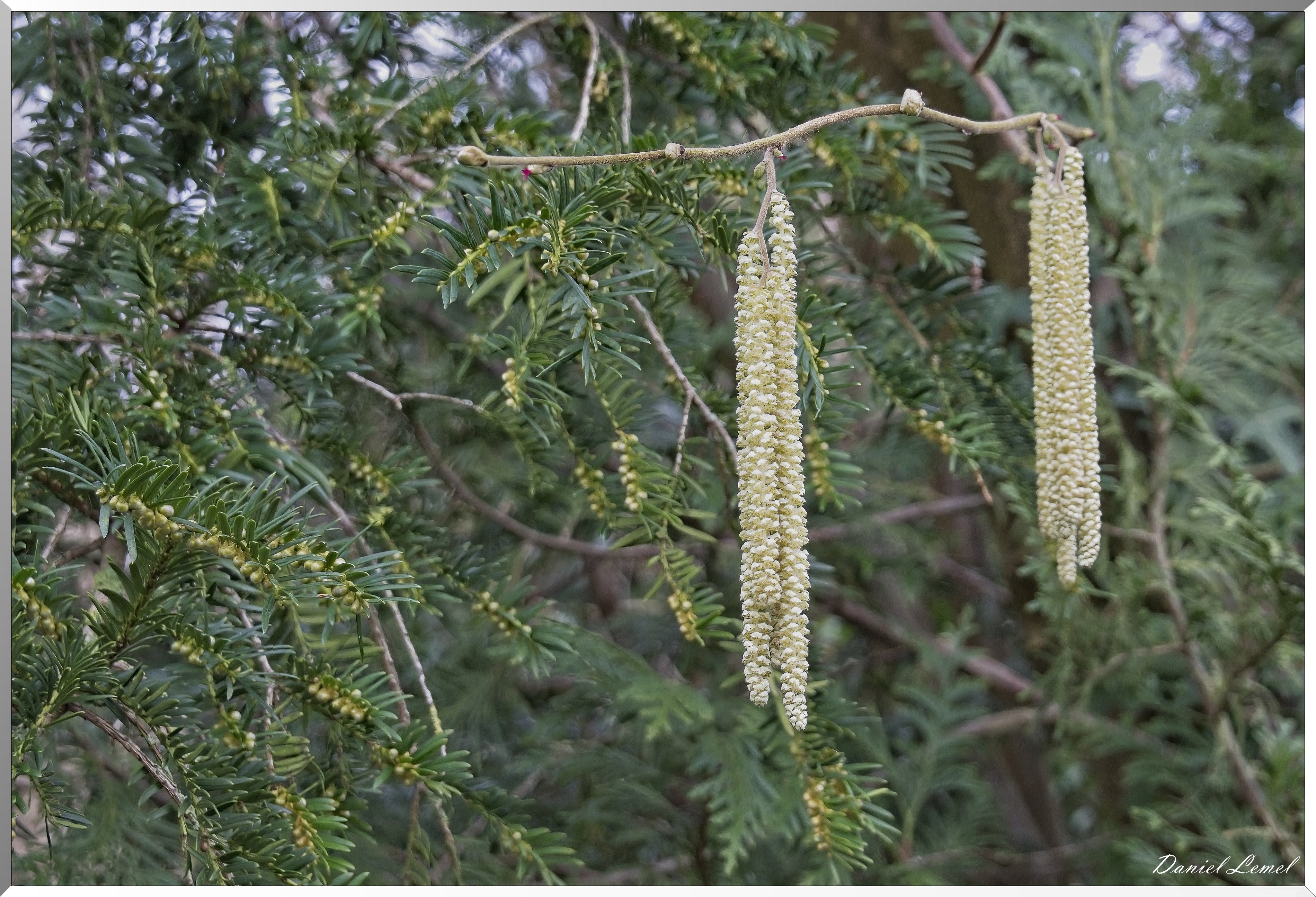 La-Chapelle-Réanville