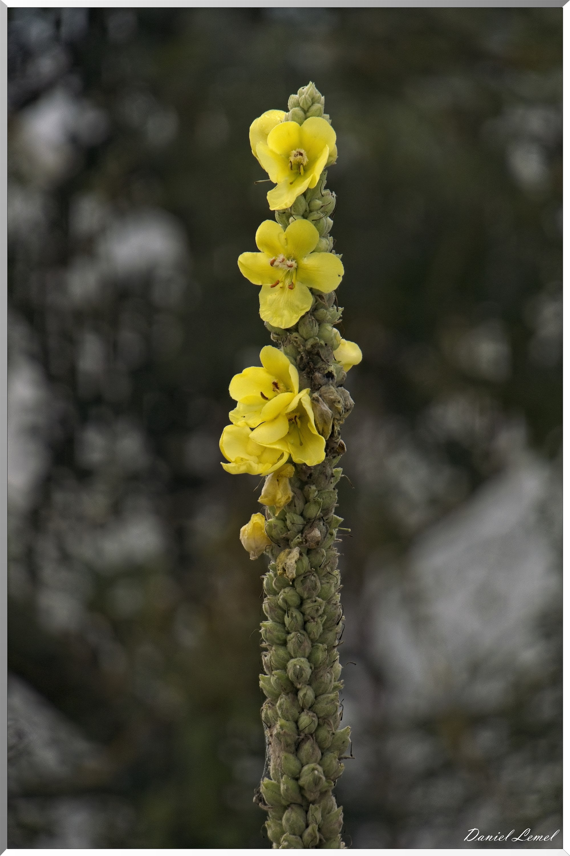 La Rive sous Venables