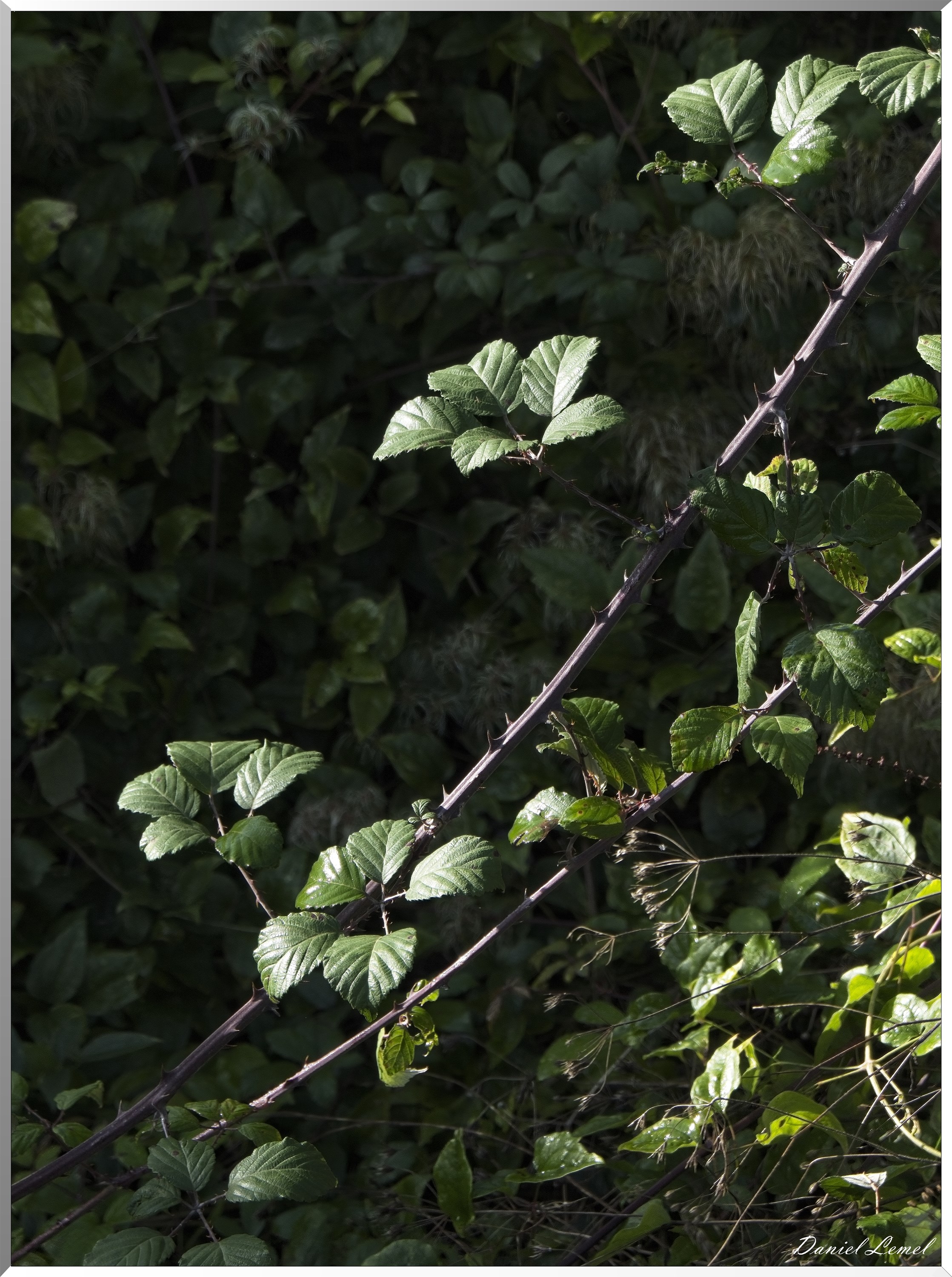 La Rive sous Venables