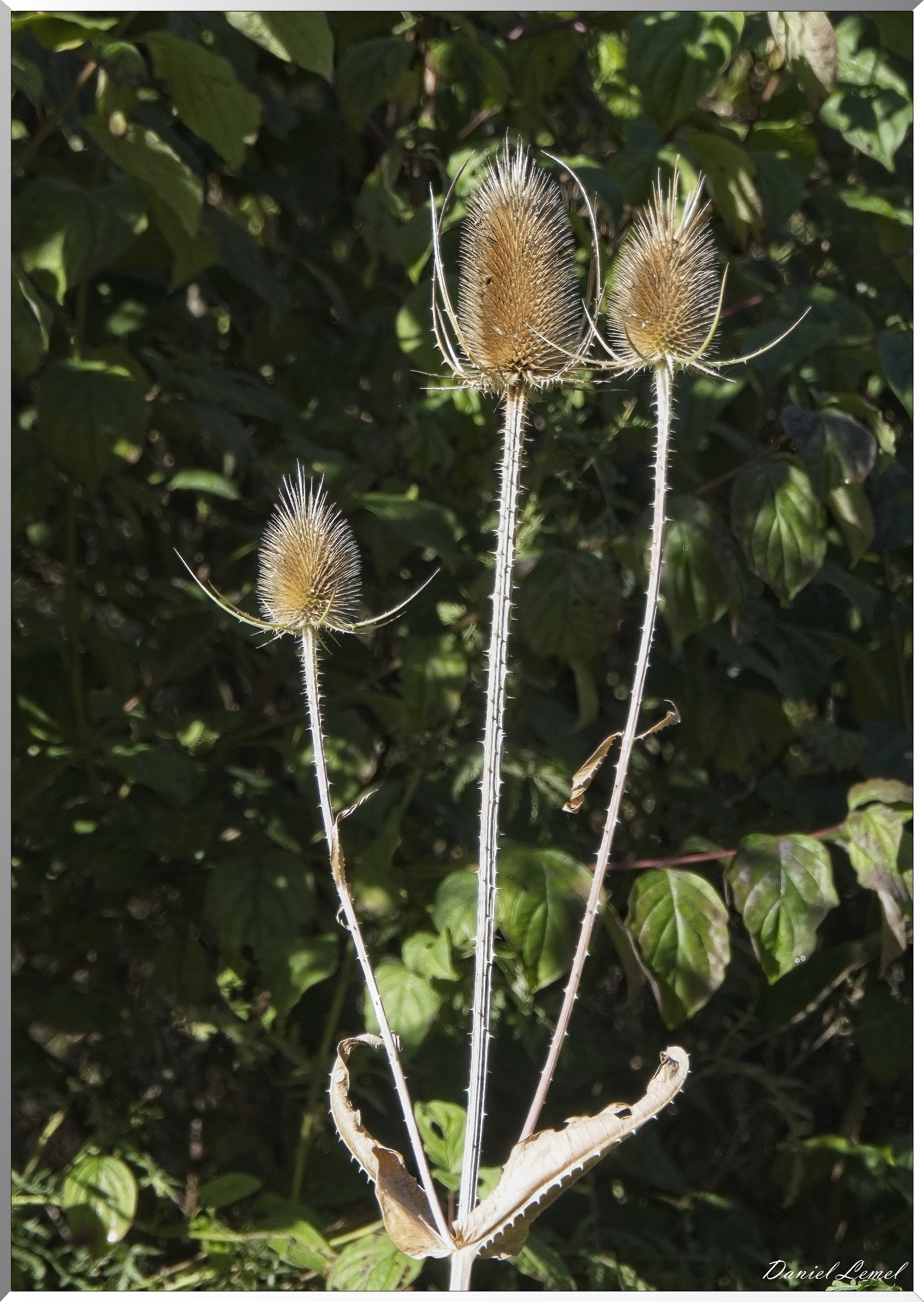 La Rive sous Venables