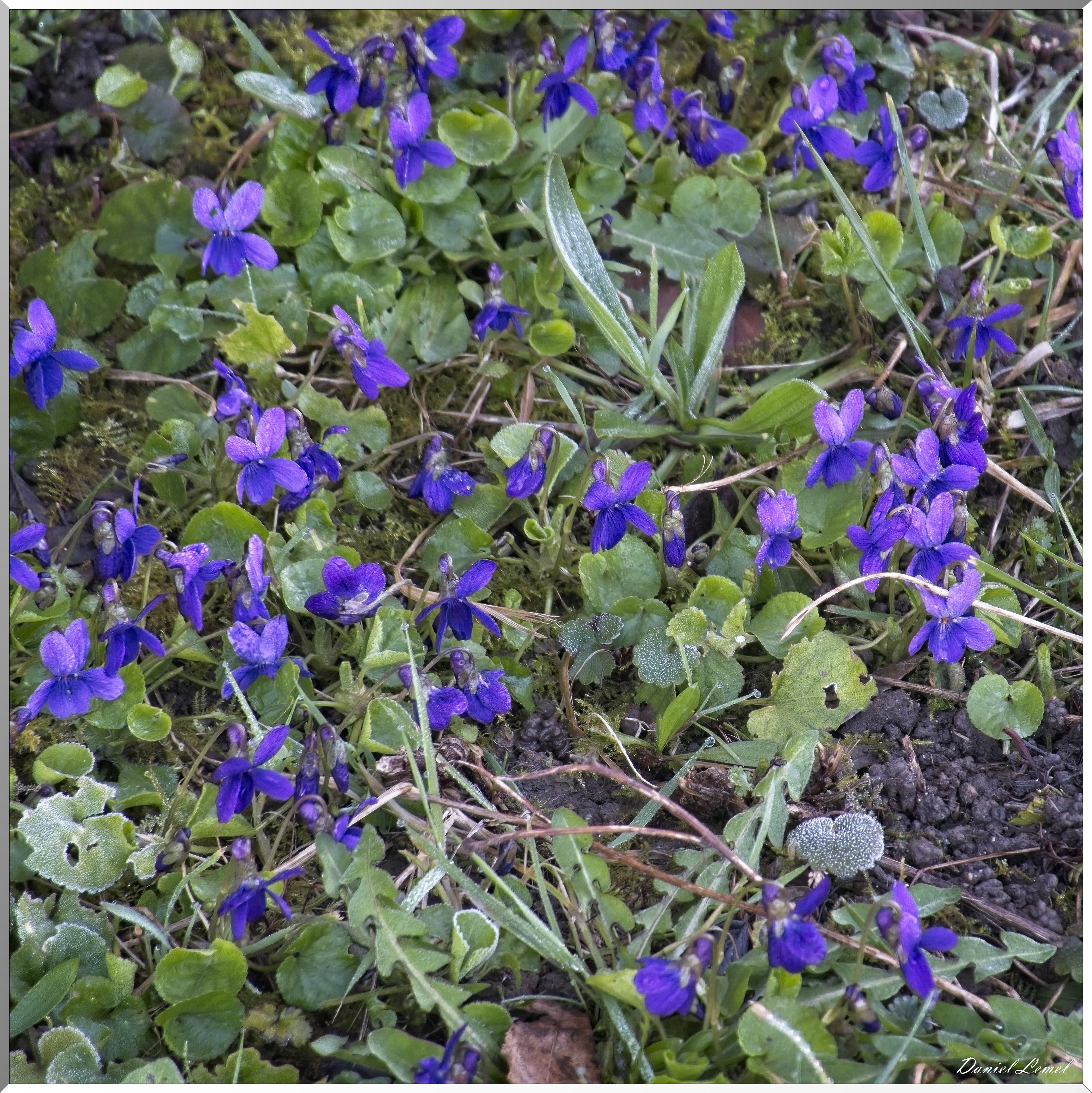 La-Chapelle-Réanville