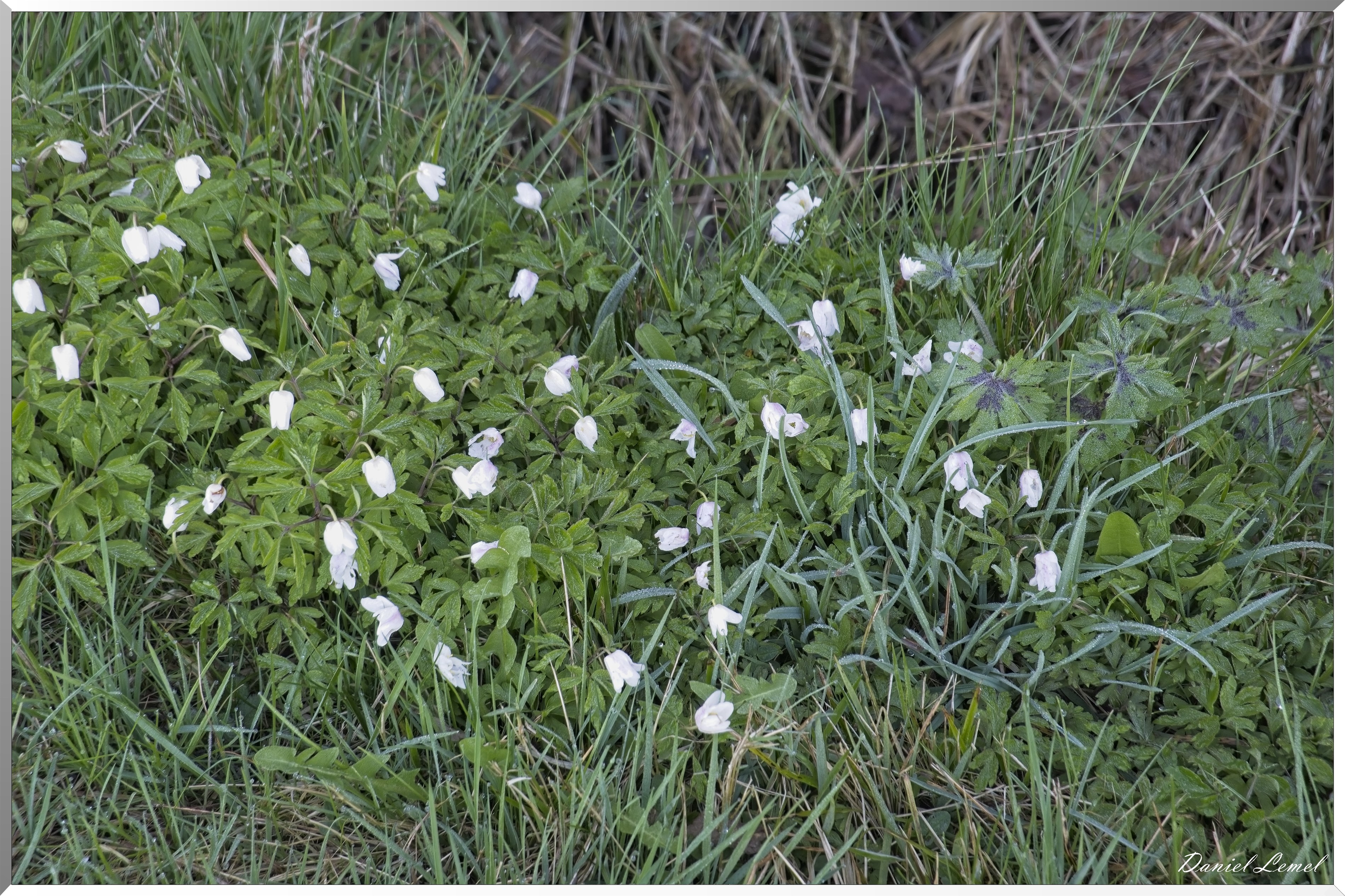 La-Chapelle-Réanville