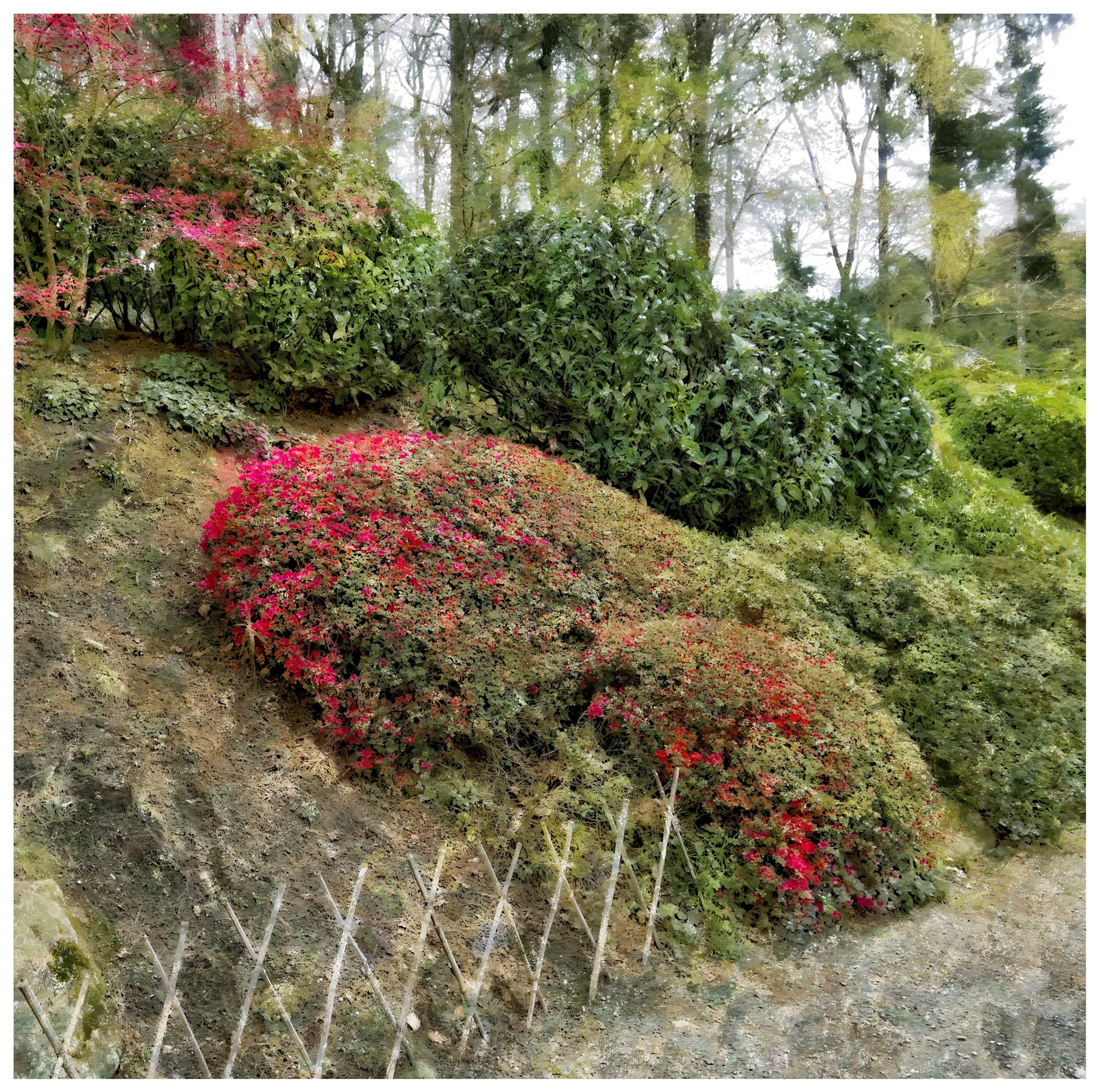 Azalées - Parc de Maulévier