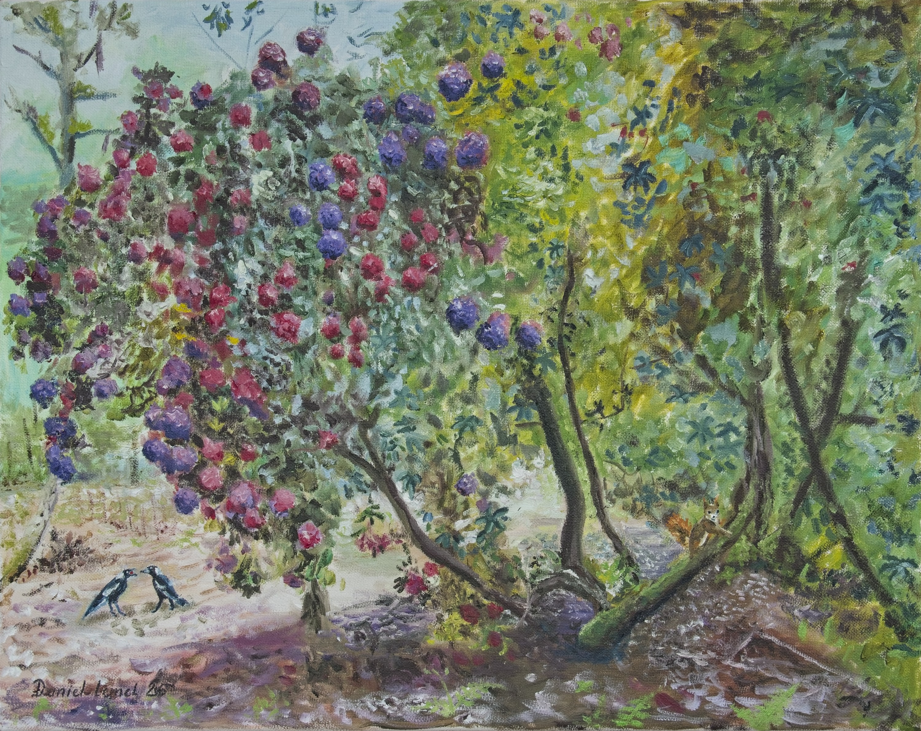 Rhododendrons dans le bois de Brillehaut - Saint-Aubin-sous-Gaillon- (Eure)