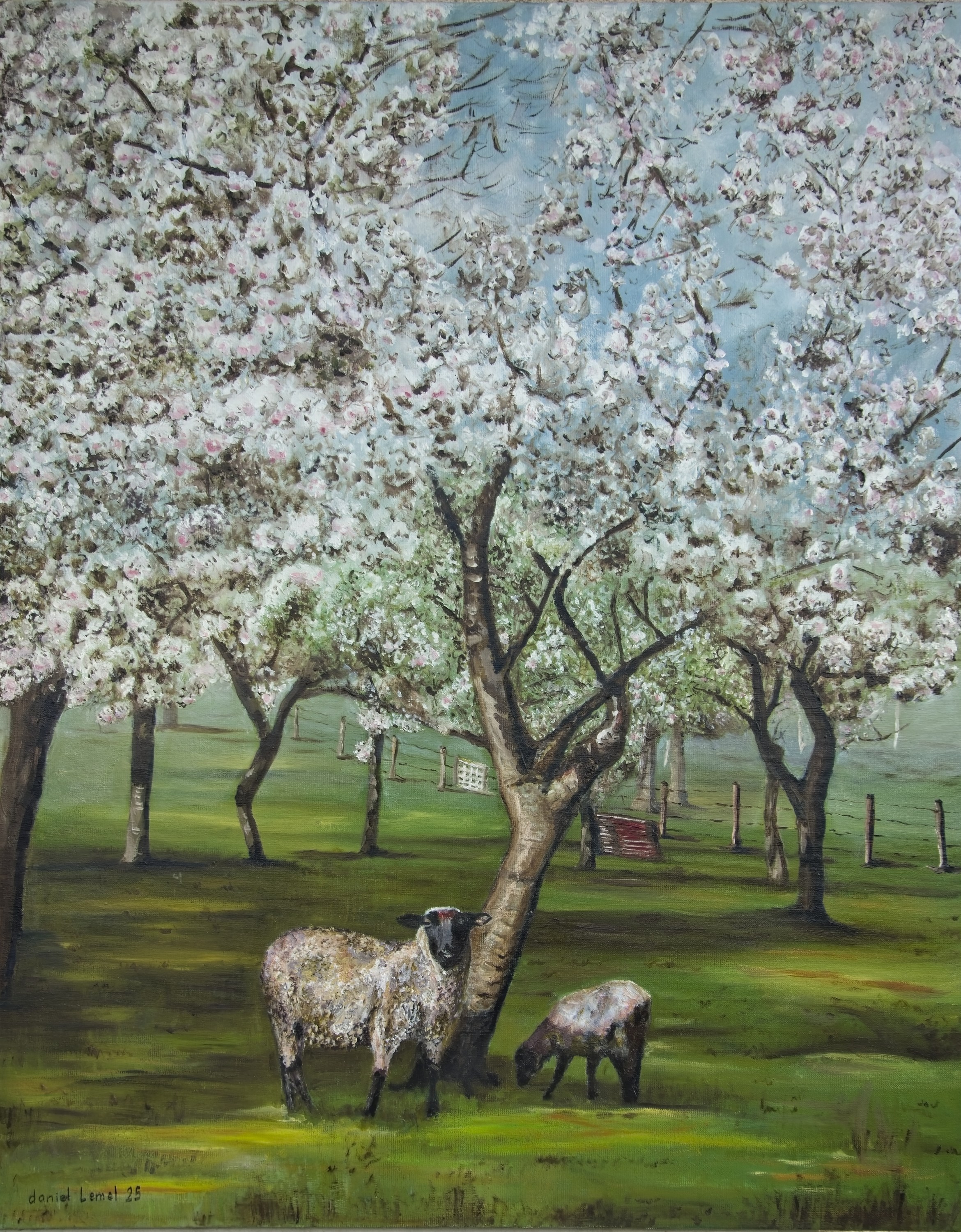 Cerisiers en fleurs - Dormont - (Eure)