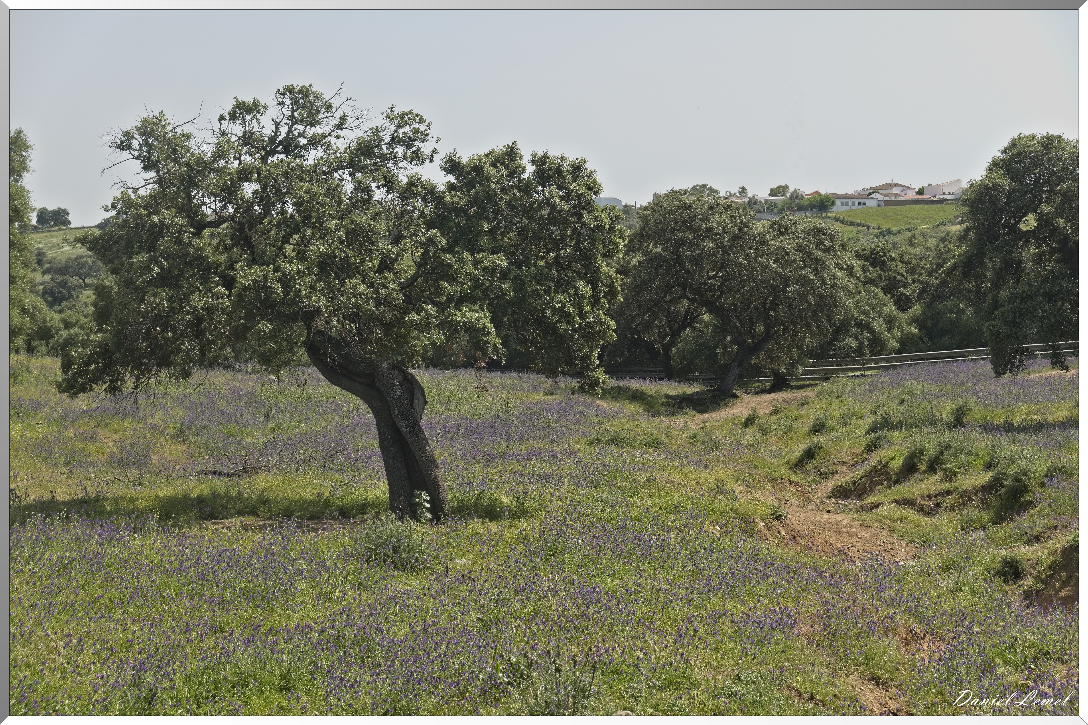Elevage de toro bravo  -ganaderia - Campo-Bravo