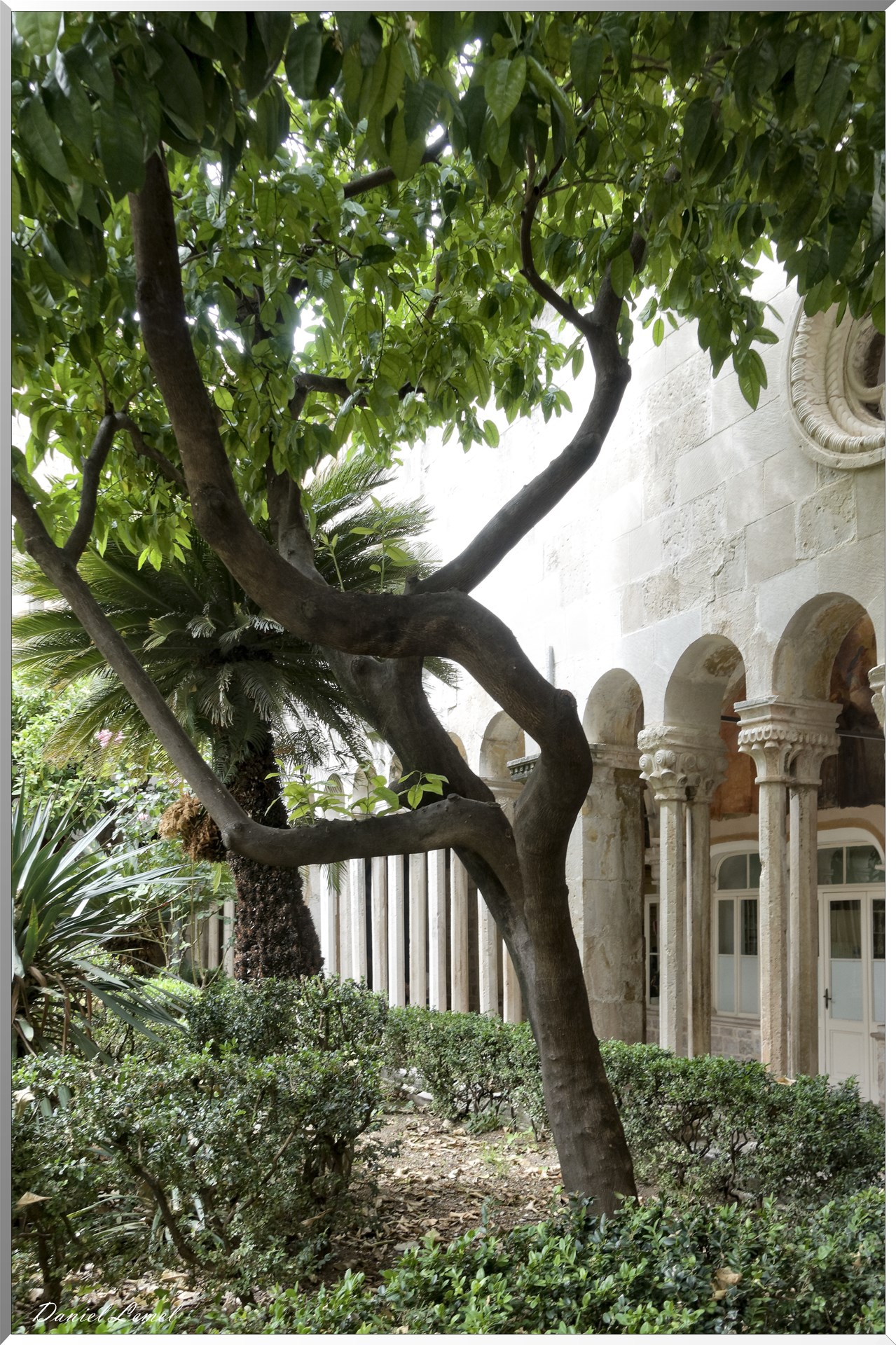 Monastère franciscain de frères mineurs - Cloitre