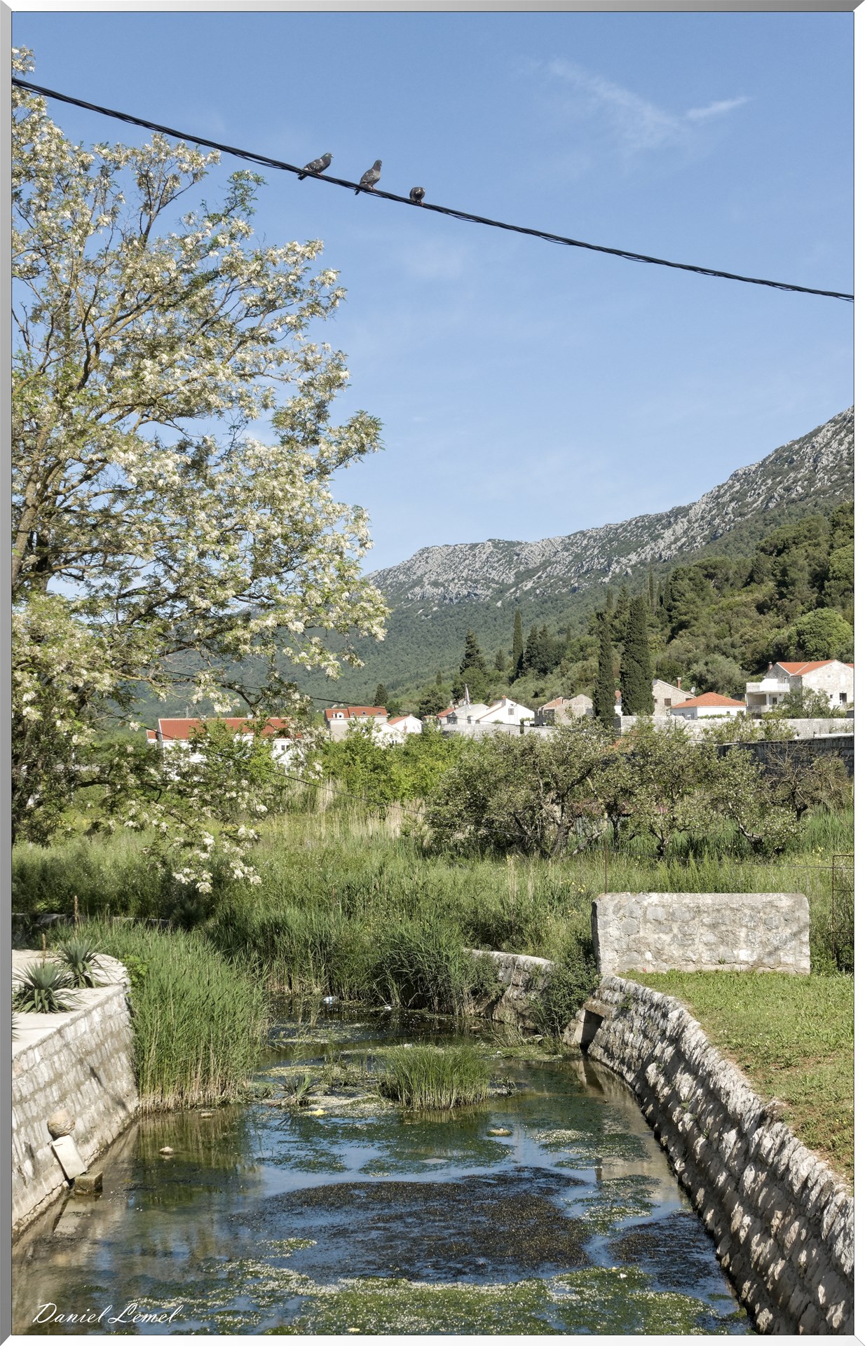 Fils électriques et pigeons