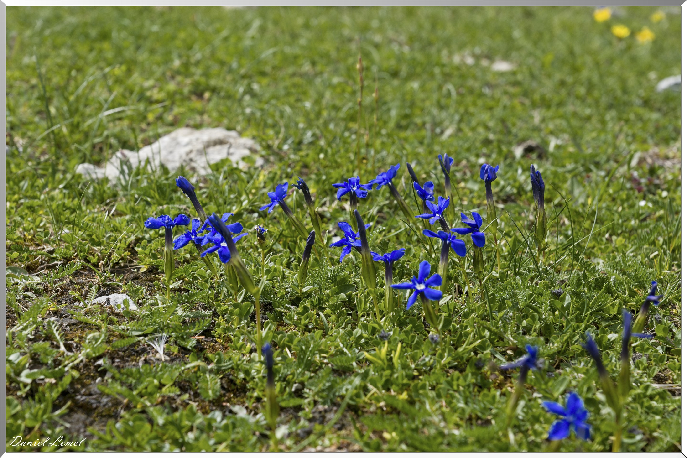 Gentianes bleu