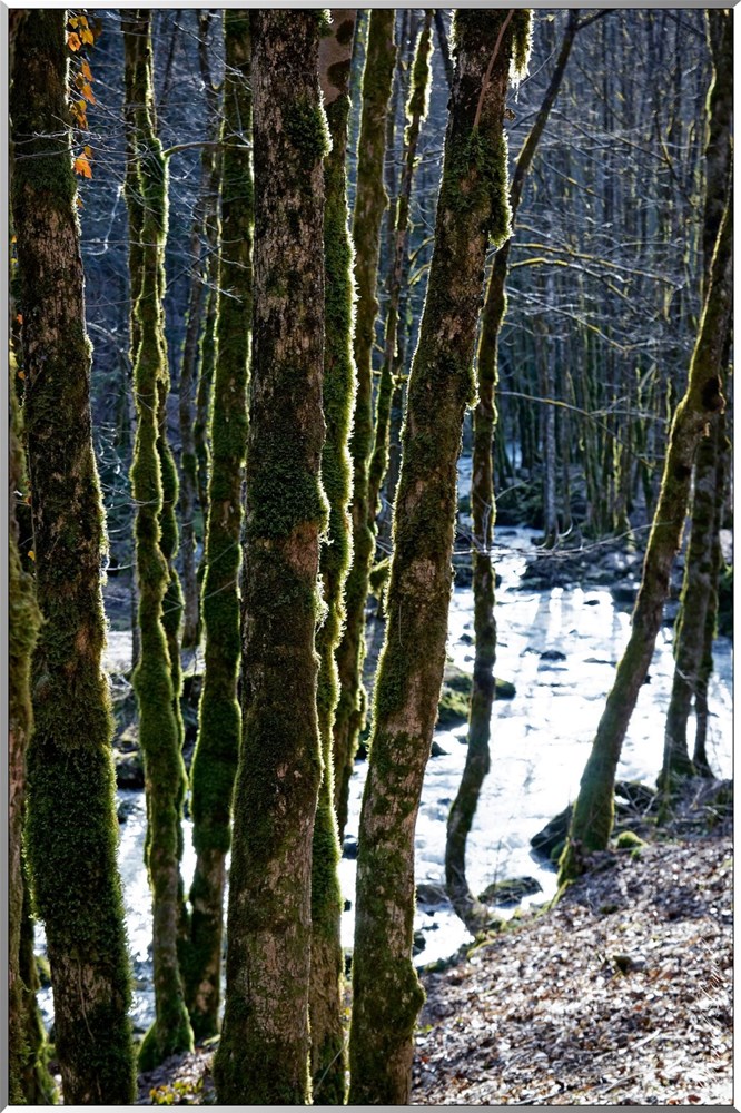 Torrent-le-Herisson-arbresw