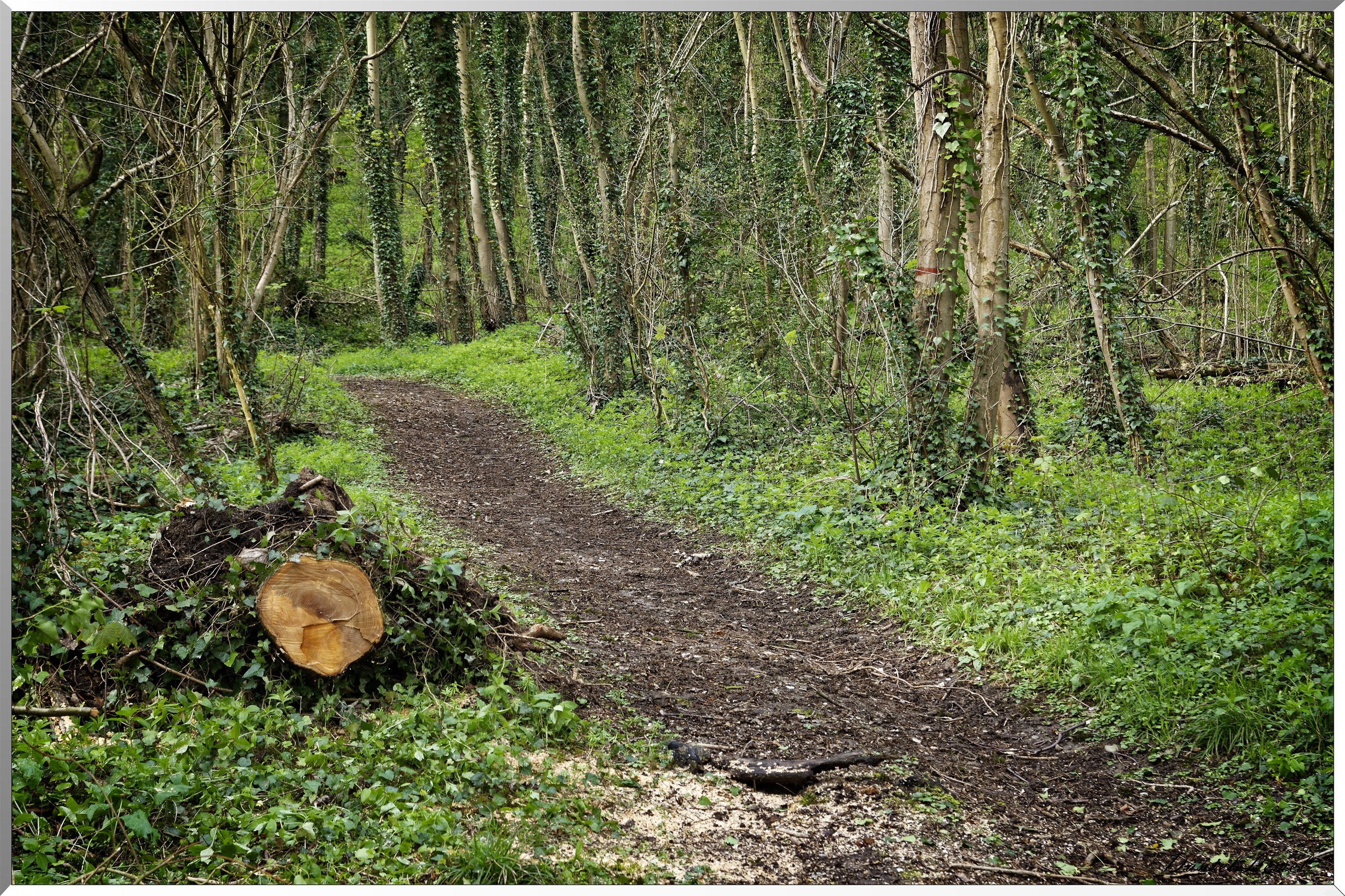 Saint-Pierre-d'Autils