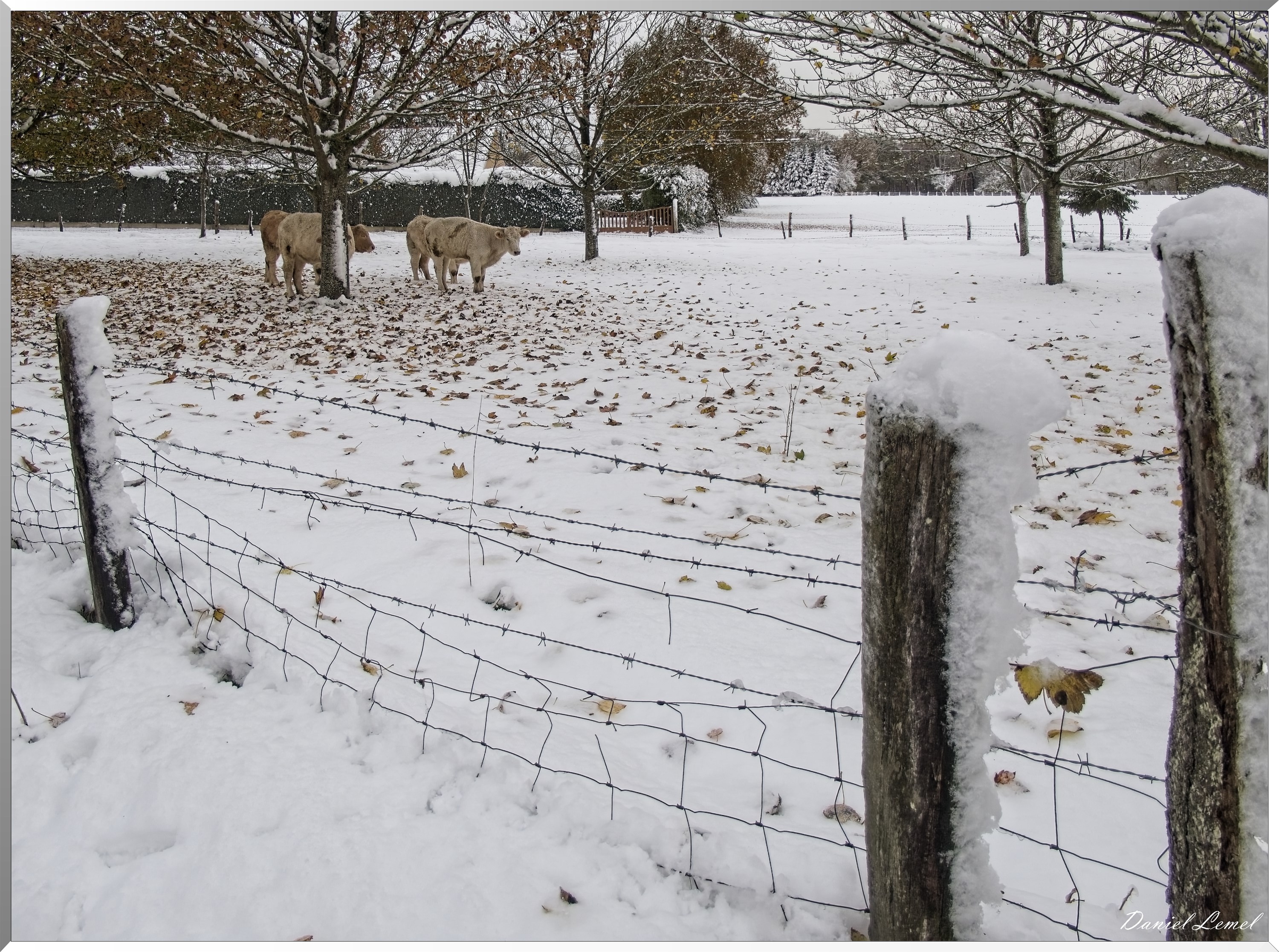 Dormont-Bois-de-Brillehaut