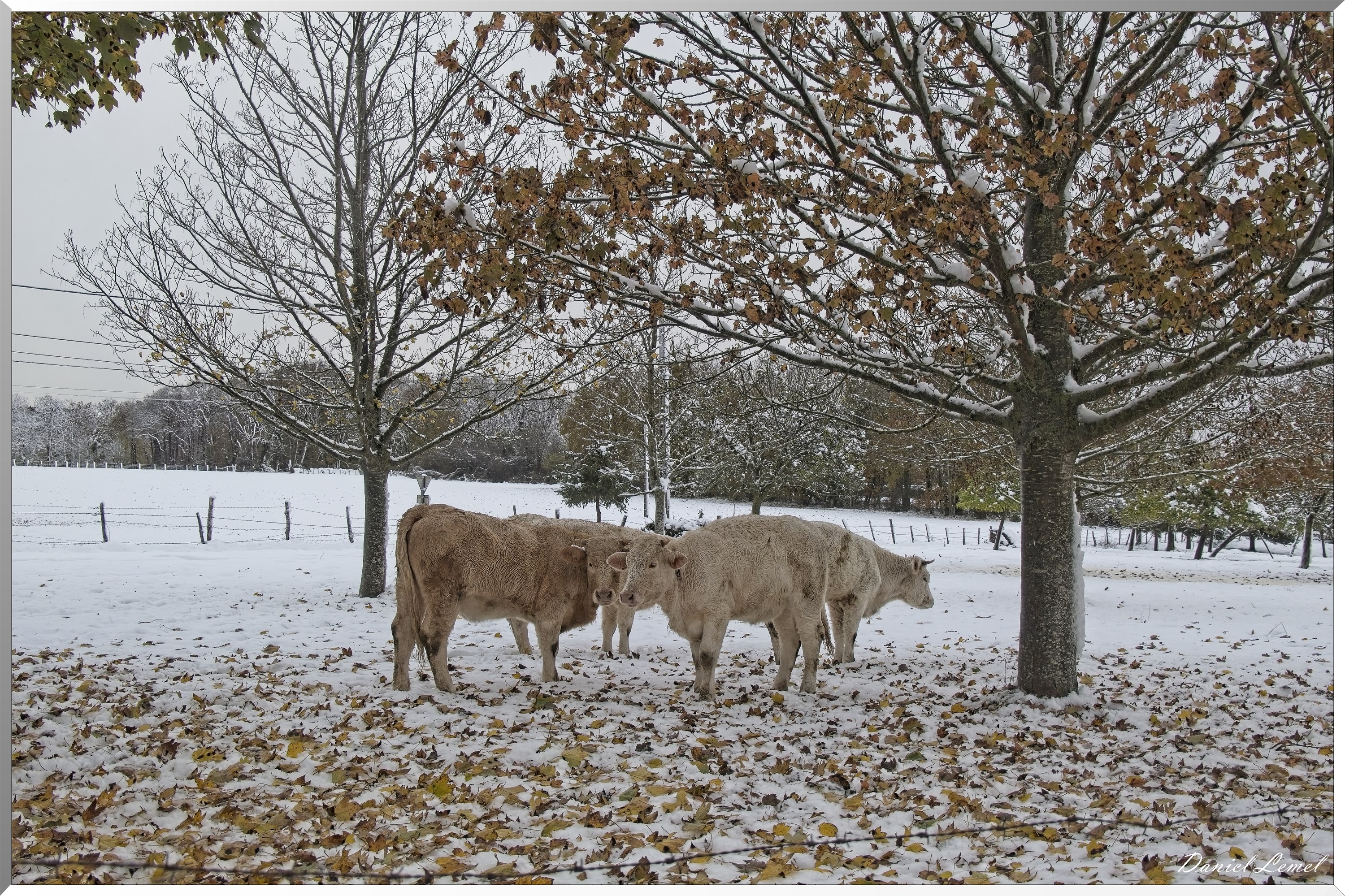 Dormont-Bois-de-Brillehaut