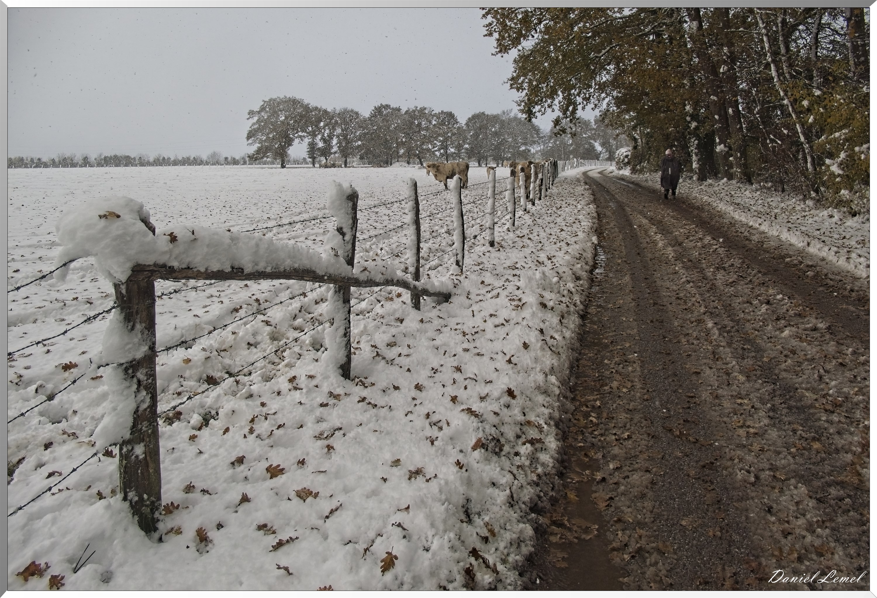 Dormont-Bois-de-Brillehaut