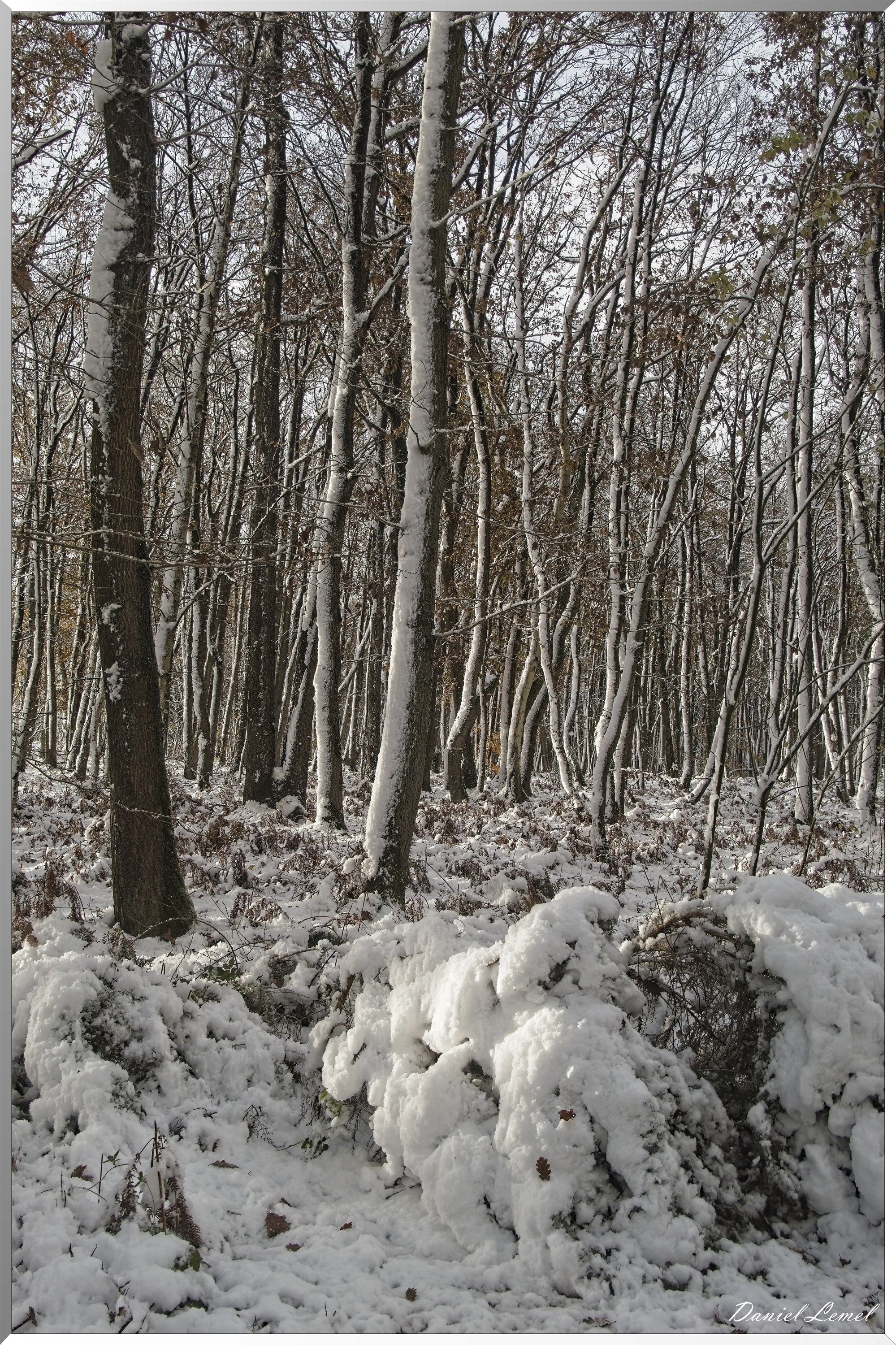 Dormont-Bois-de-Brillehaut