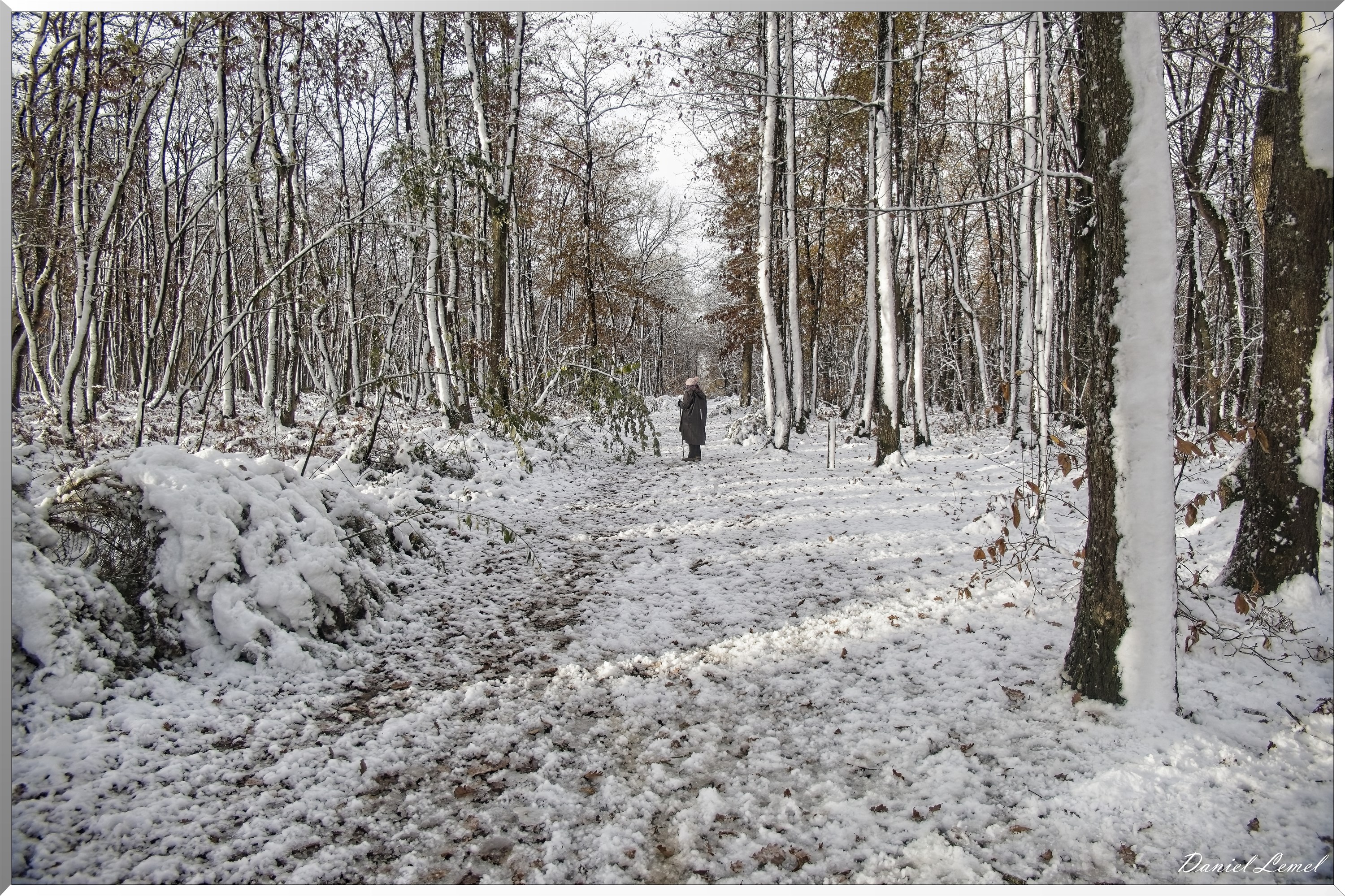 Dormont-Bois-de-Brillehaut