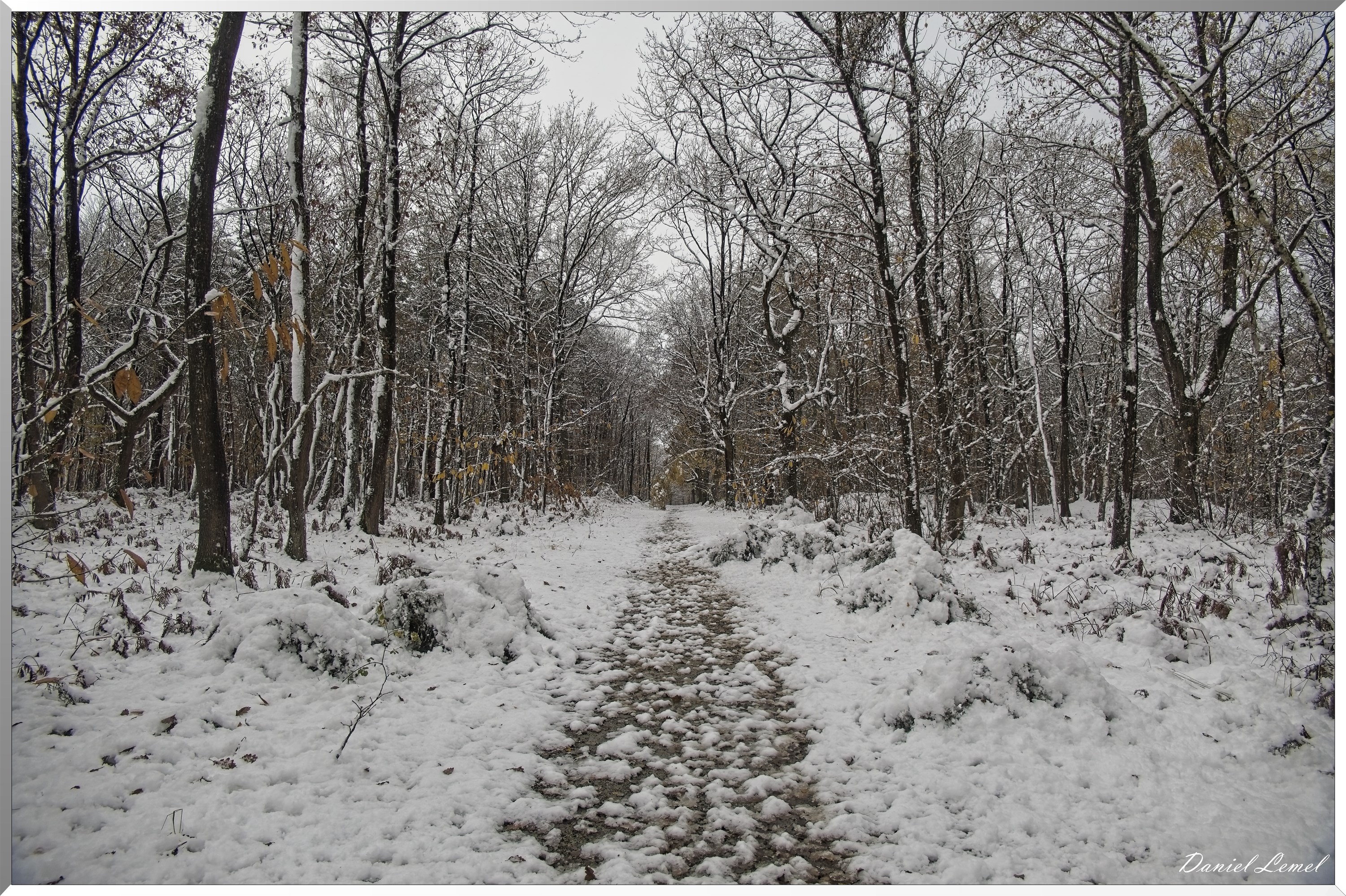 Dormont-Bois-de-Brillehaut