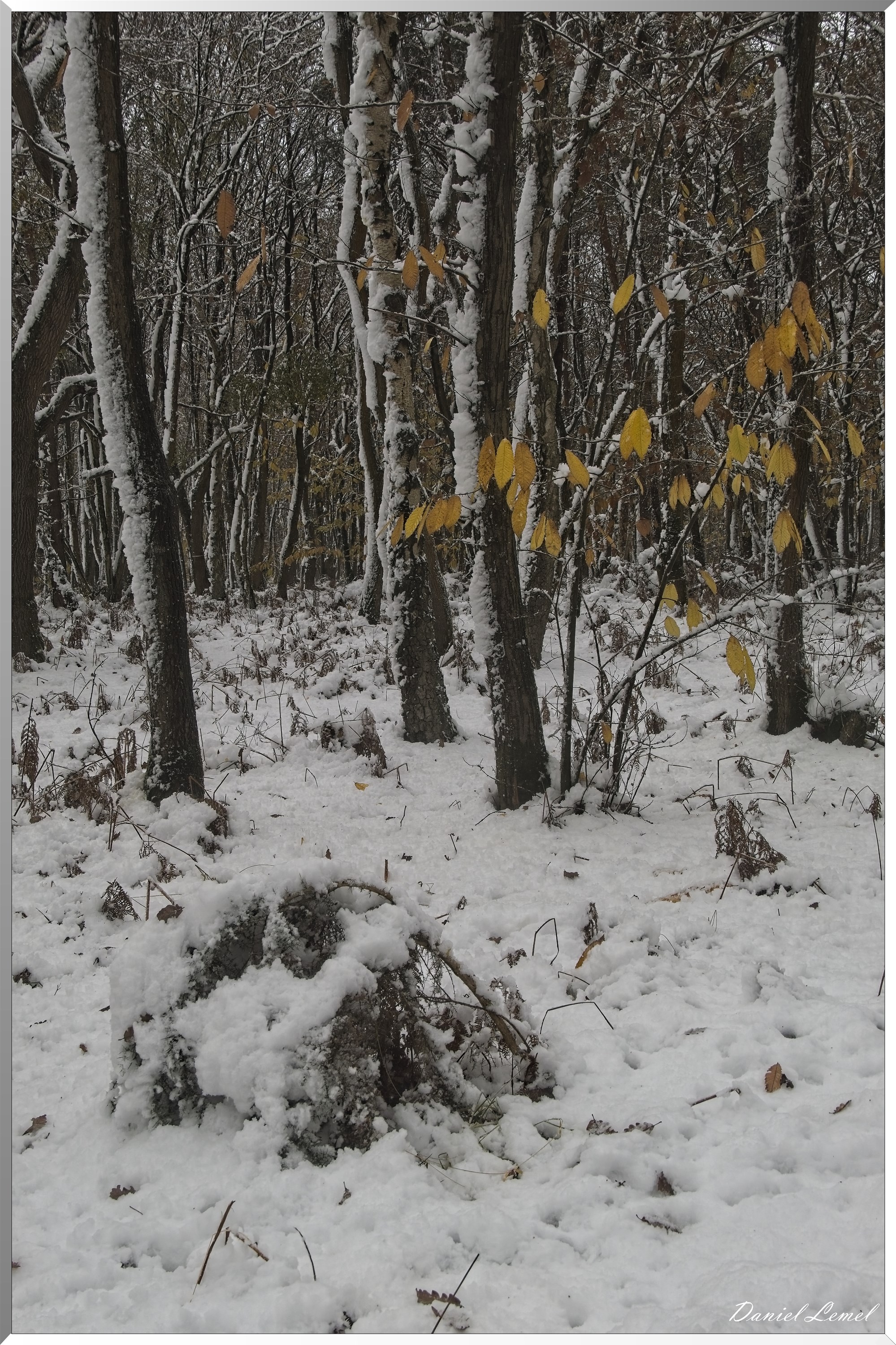 Dormont-Bois-de-Brillehaut