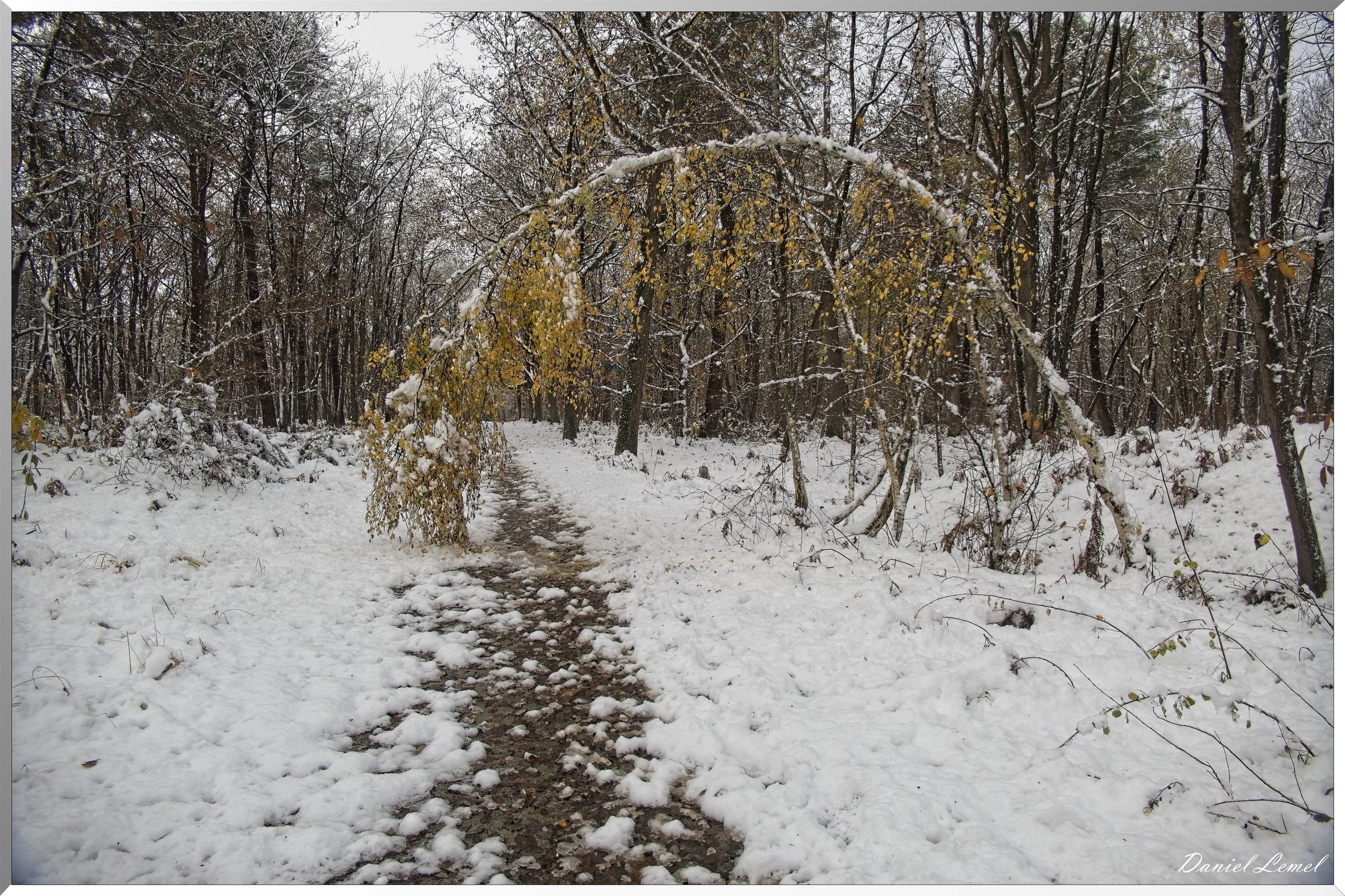 Dormont-Bois-de-Brillehaut