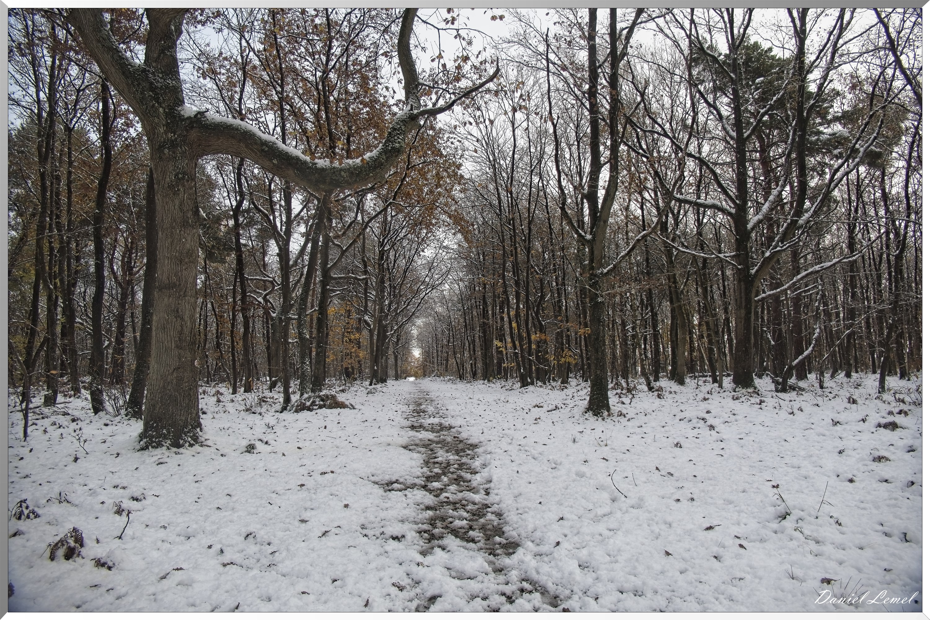 Dormont-Bois-de-Brillehaut