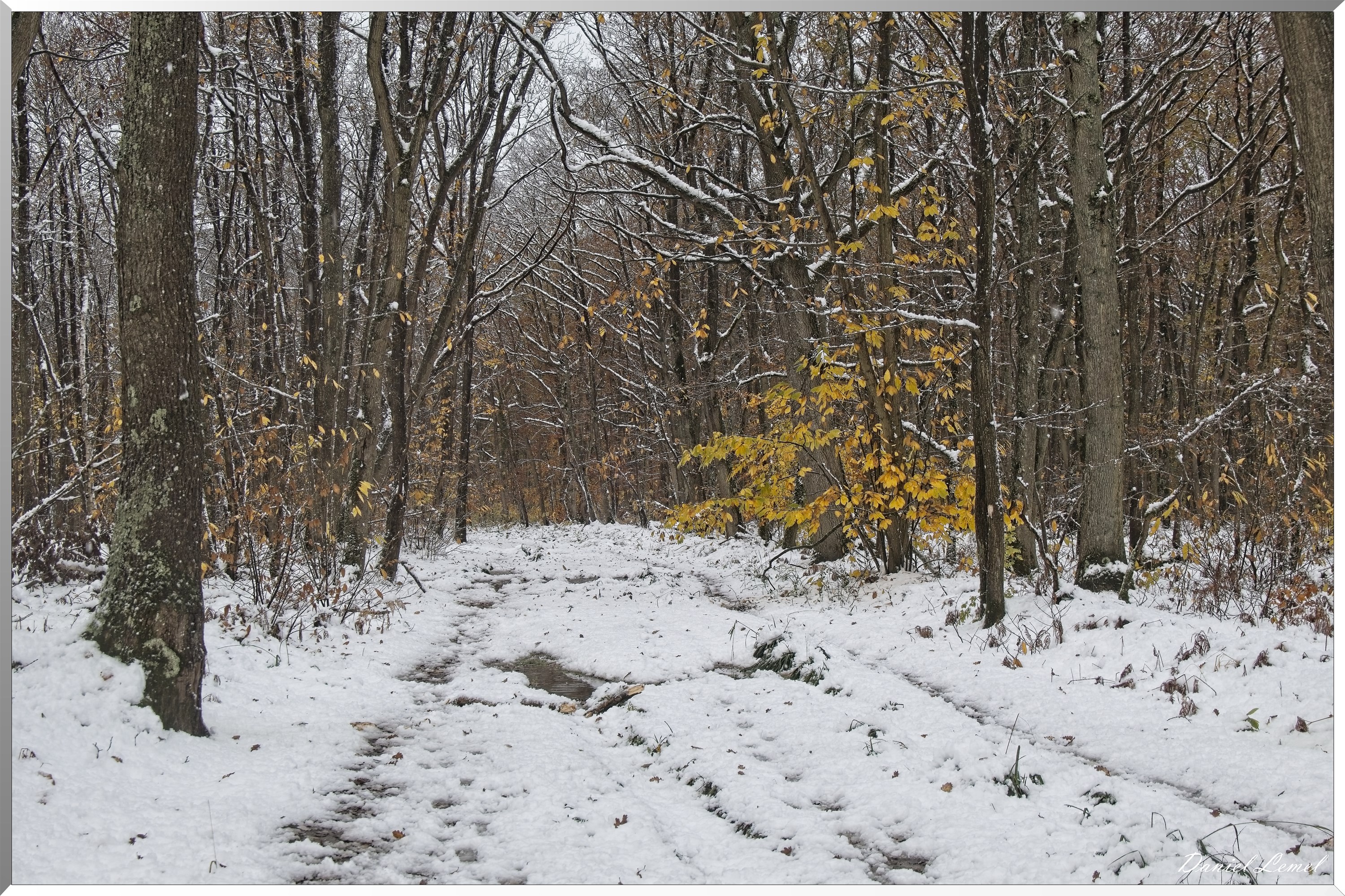 Dormont-Bois-de-Brillehaut