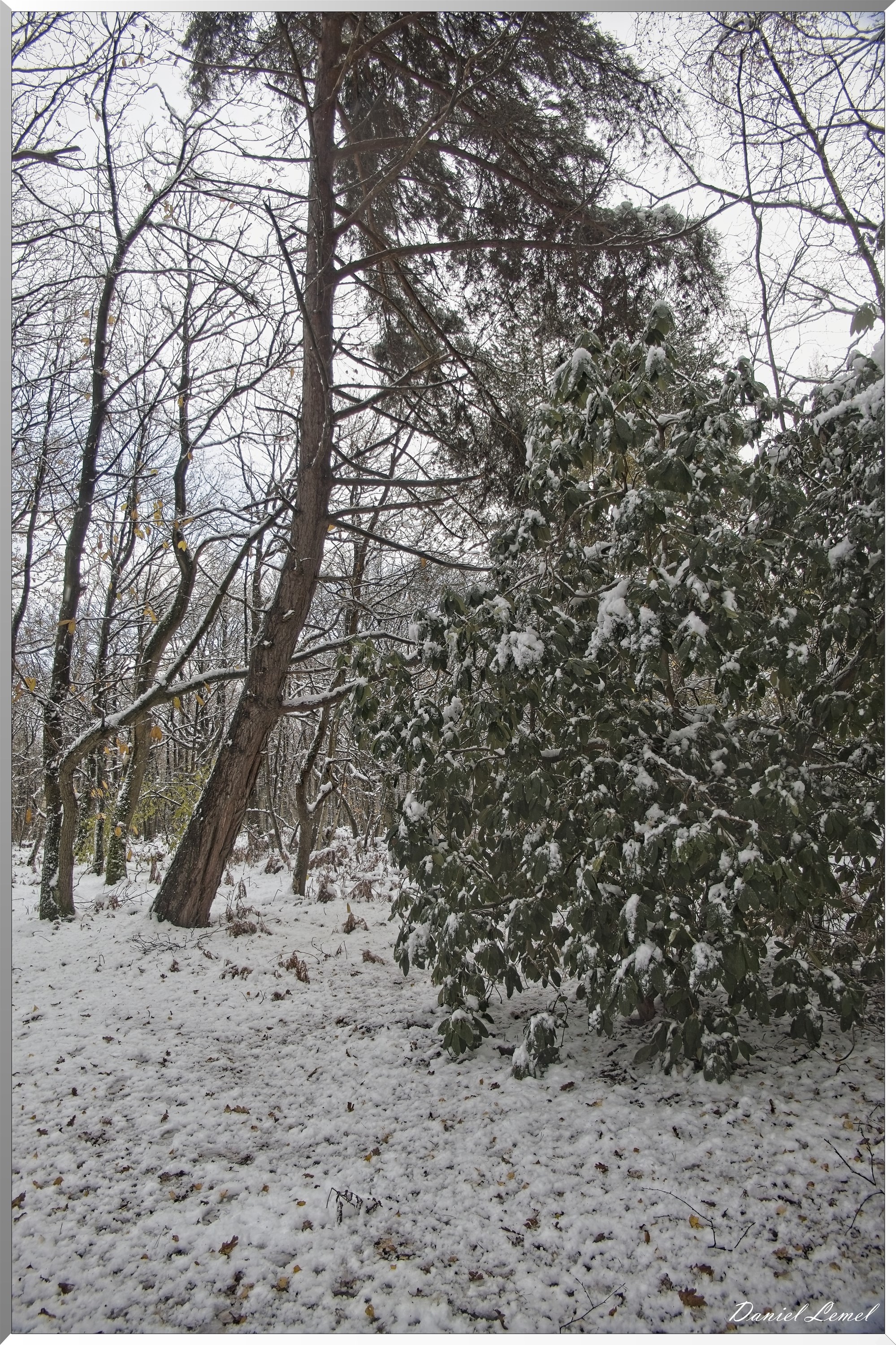 Dormont-Bois-de-Brillehaut